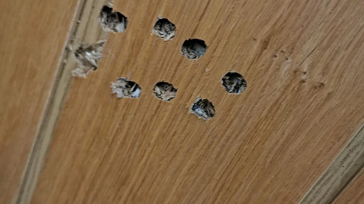Die Einschusslöcher hinter dem Sofa in der Wand auf dem Balu erschossen worden sein soll.