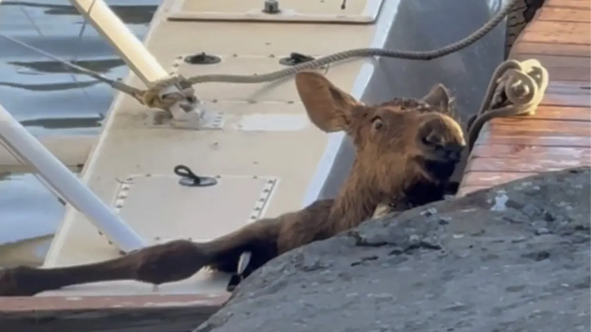 Elchbaby stürzt in See in Alaska