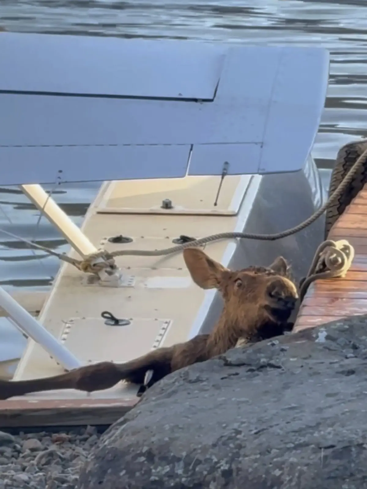 Elchbaby stürzt in See in Alaska 