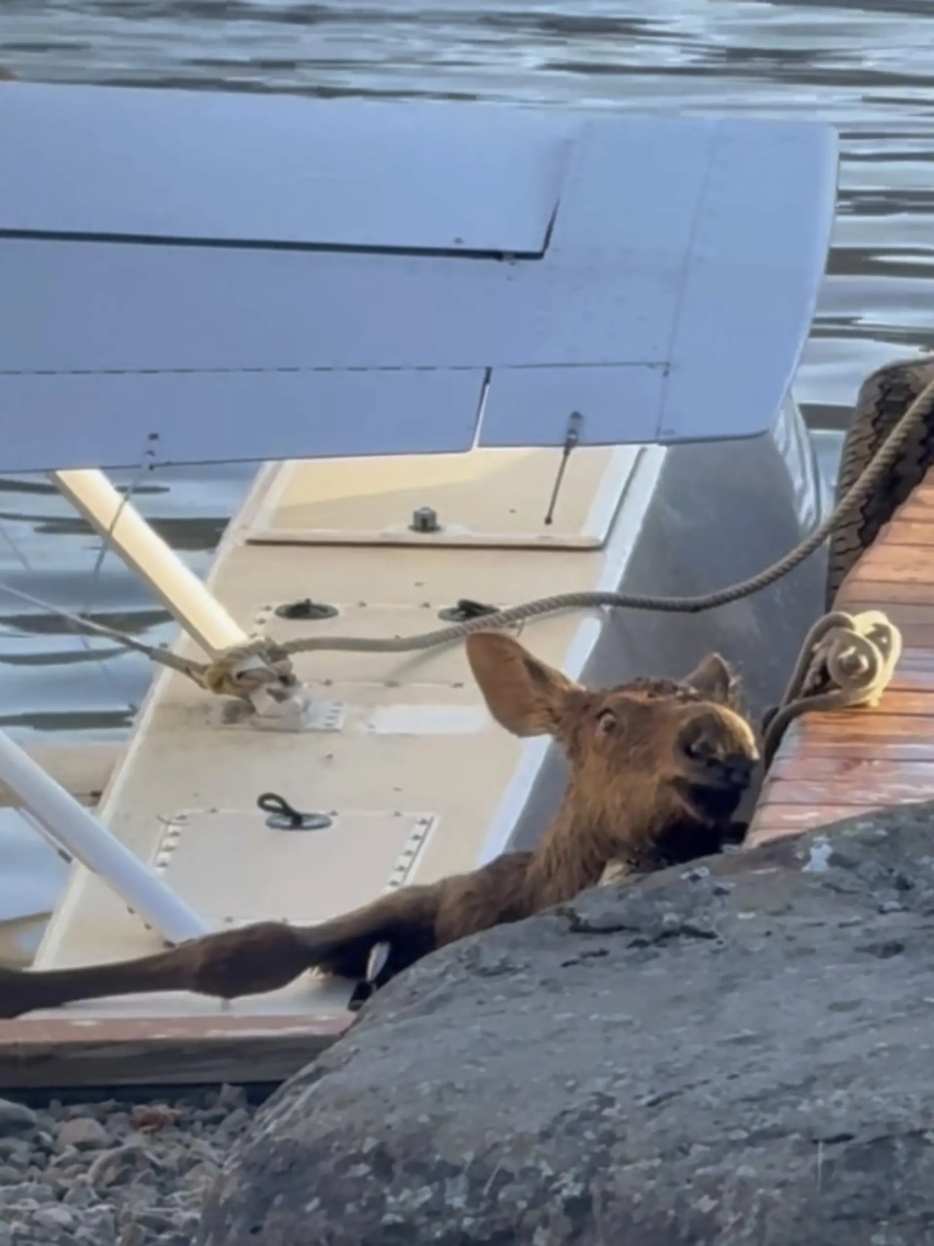 Elchbaby stürzt in See in Alaska 