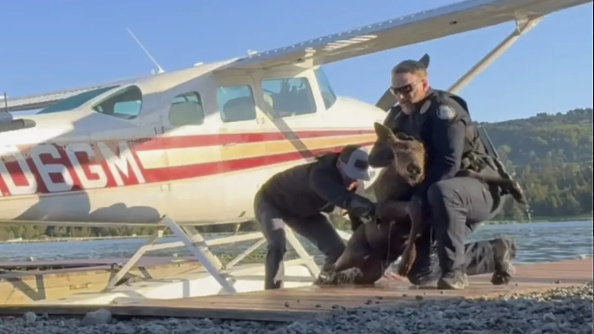 Polizisten retten Elchbaby in Alaska
