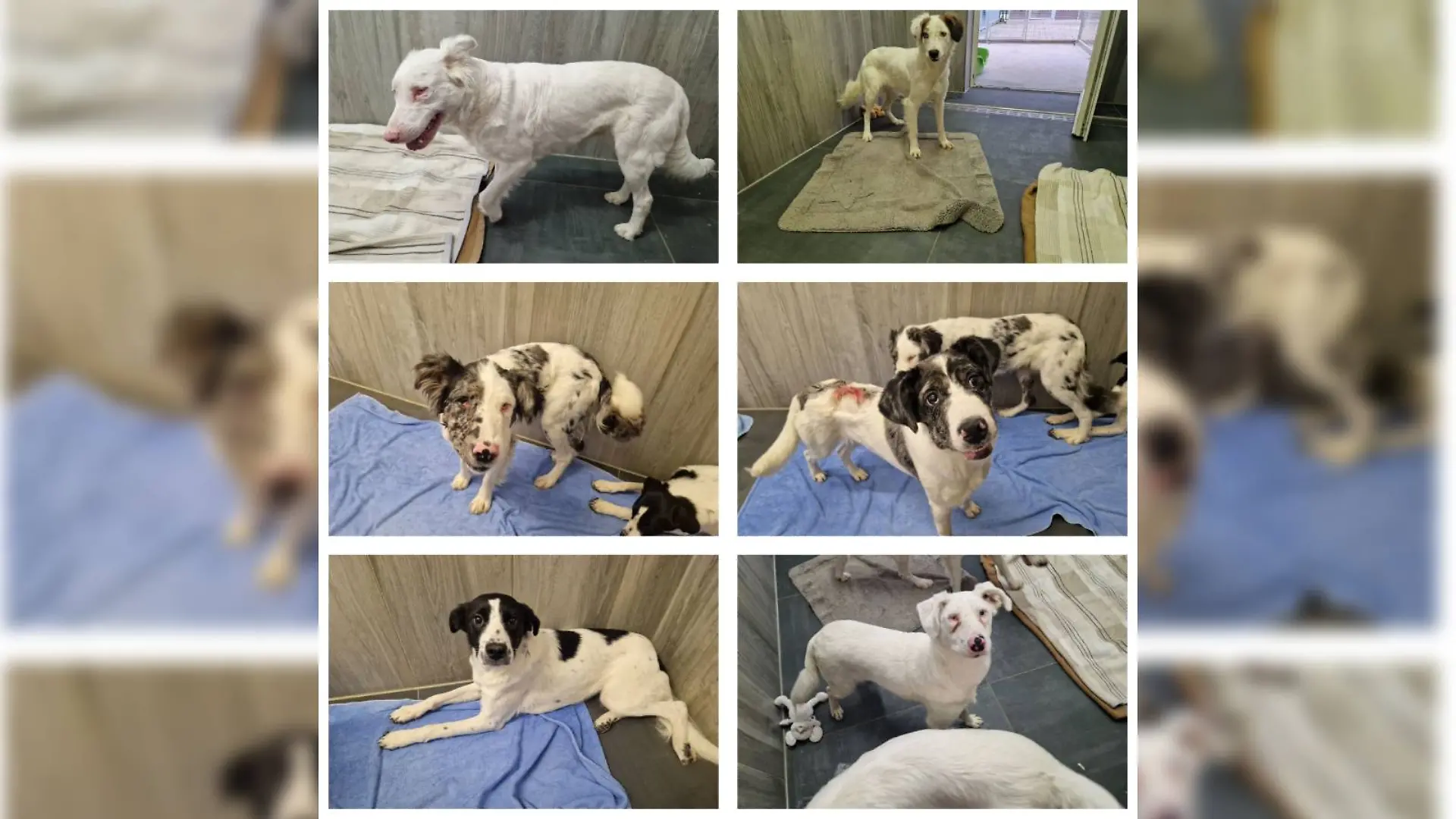 Diese sechs Hunde fand die Mitarbeiterin des Tierheims im Notfallzwinger