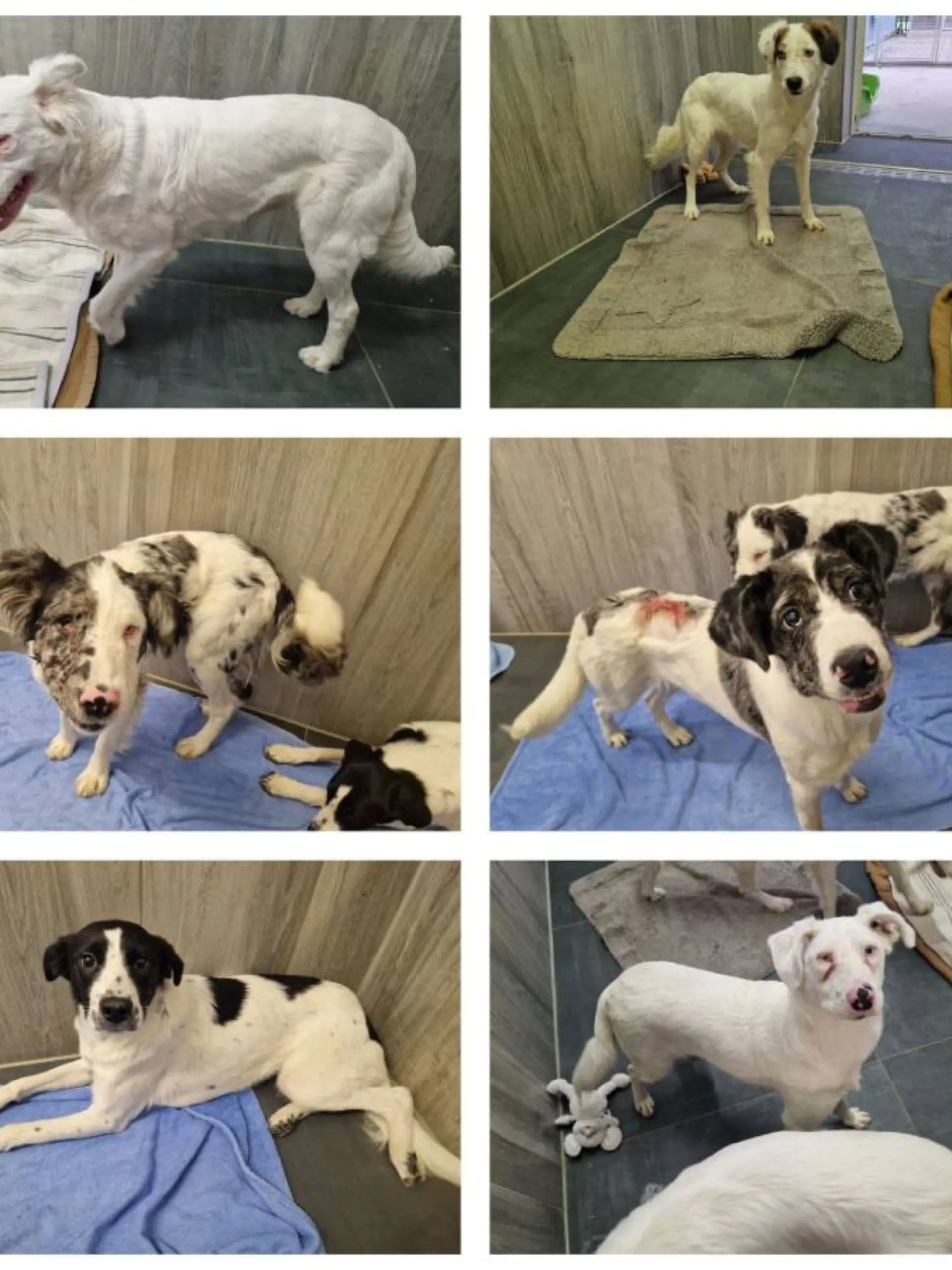 Diese sechs Hunde fand die Mitarbeiterin des Tierheims im Notfallzwinger