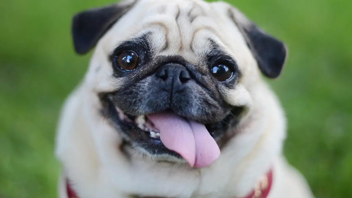 Ein Mops schnappt am Sonntag (27.05.2012) nach einem Mopsrennen anlässlich des Gartenfestivals Herrenhausen in Hannover nach Luft. Ein Dutzend Möpse ging in einem kleinen Parcours - bestehend aus Slalom-Pylonen, Sprüngen und einer kleine Brücke - auf die Jagd nach der Bestzeit. Frauchen und Herrchen hatten viel zu tun, um ihren Möpsen mit vielen Leckerlis den richtigen Weg zu weisen. Foto: Julian Stratenschulte dpa/lni  +++(c) dpa - Bildfunk+++
