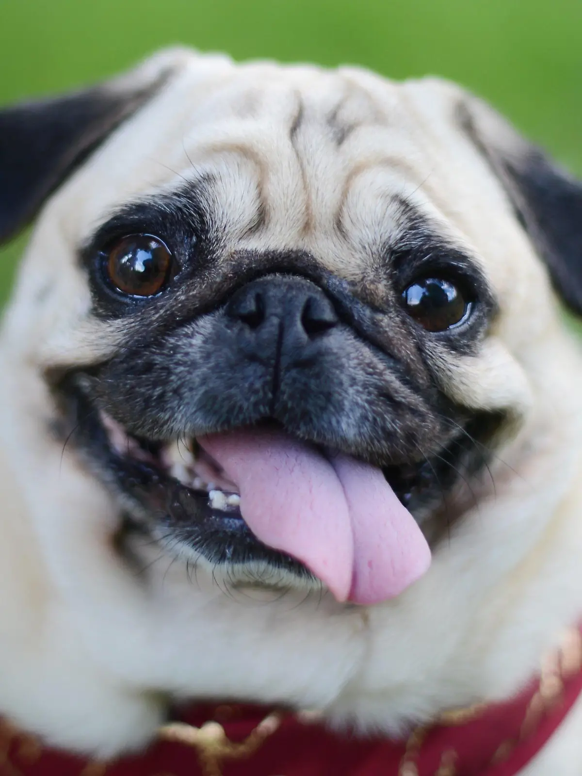 Ein Mops schnappt am Sonntag (27.05.2012) nach einem Mopsrennen anlässlich des Gartenfestivals Herrenhausen in Hannover nach Luft. Ein Dutzend Möpse ging in einem kleinen Parcours - bestehend aus Slalom-Pylonen, Sprüngen und einer kleine Brücke - auf die Jagd nach der Bestzeit. Frauchen und Herrchen hatten viel zu tun, um ihren Möpsen mit vielen Leckerlis den richtigen Weg zu weisen. Foto: Julian Stratenschulte dpa/lni  +++(c) dpa - Bildfunk+++
