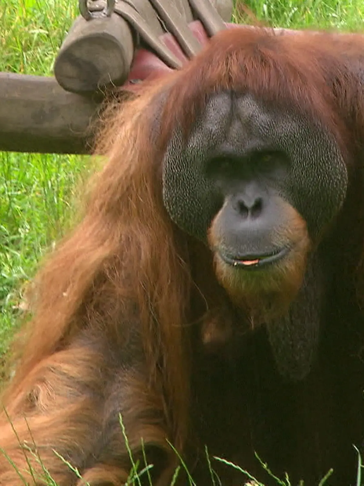 Bild zu: "Orang-Utan sagt Ergebnis voraus"