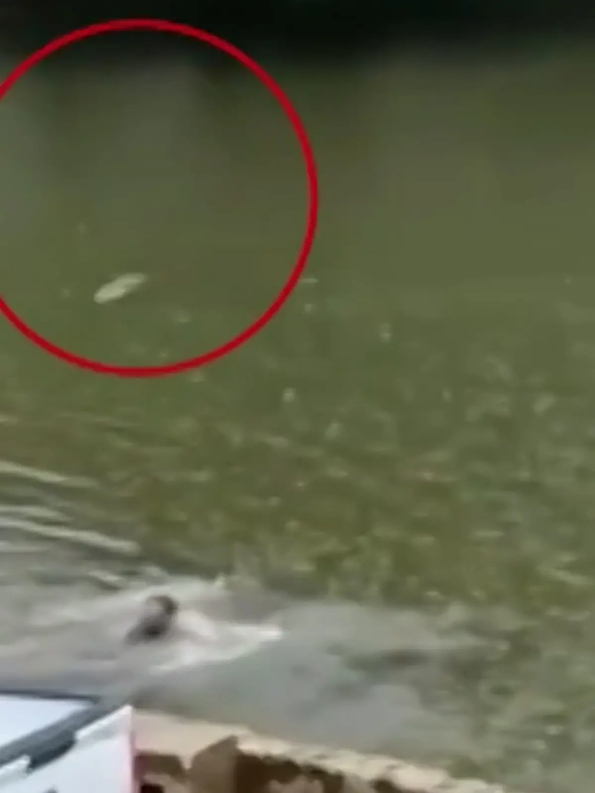 Bild zu: "Schock im Gewässer! Krokodil jagt Besoffski in Lagune"