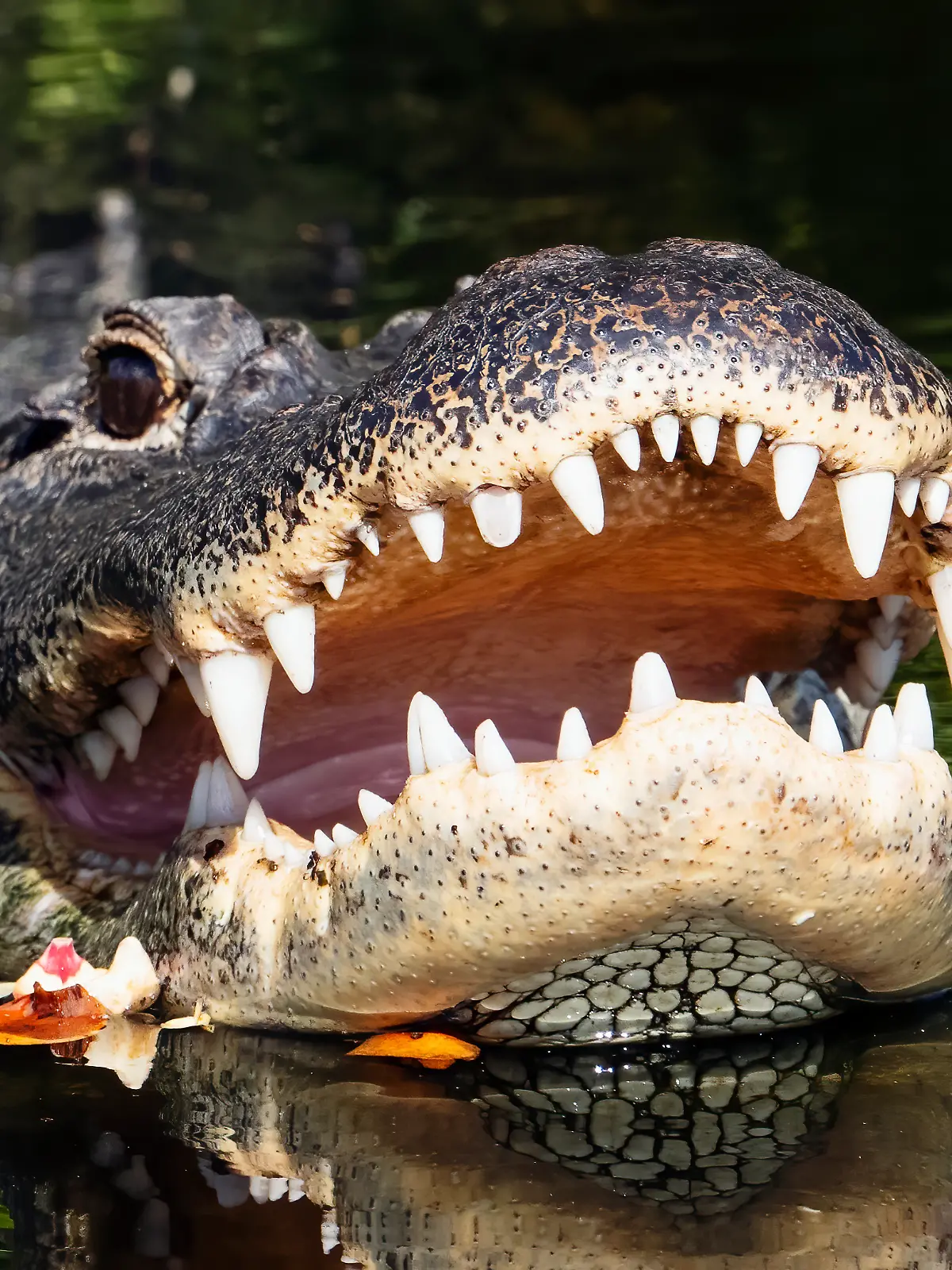 Ein Alligator in Florida (Symbolbild)