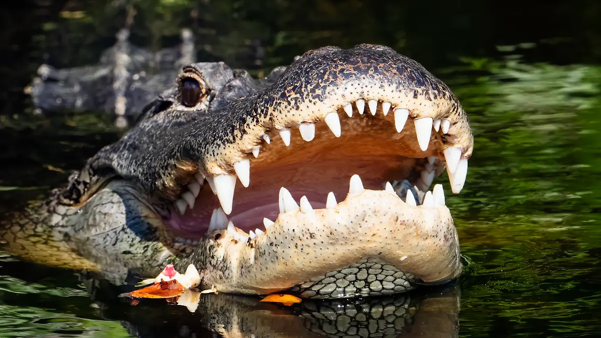 Ein Alligator in Florida (Symbolbild)