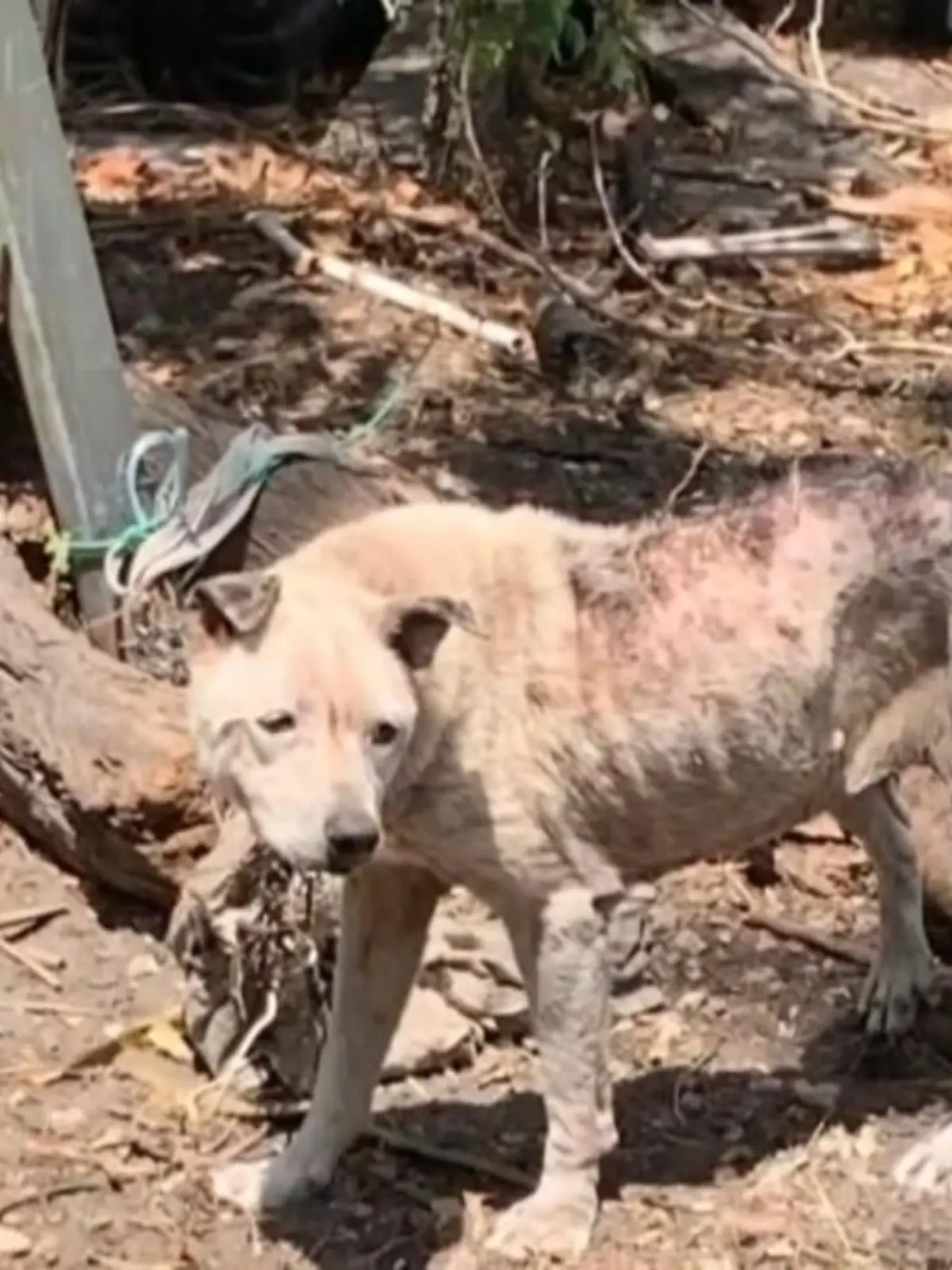 12-jährige Hunde sind oft nicht mehr die fittesten und verbringen ihren Lebensabend deshalb meist eher entspannt in den Häusern ihrer Halter. Hundedame Blanca aus Florida hatte es nicht so gut: Sie wurde von ihrer Familie völlig vernachlässigt und mit einer kurzen Kette im Garten angebunden. Im Video sehen Sie, was für eine Entwicklung Blanca in nur zwei Wochen gemacht hat – und wieso sie jetzt einen neuen Namen trägt.
