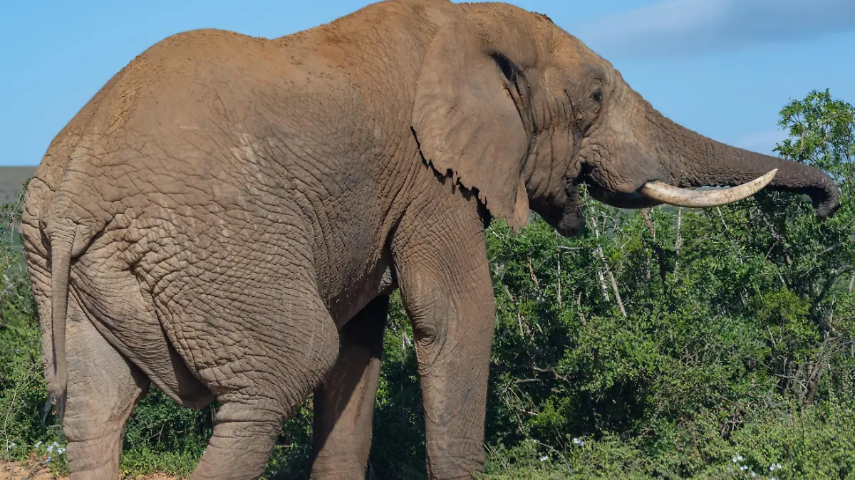 Elefant in der Wildnis und Savannenlandschaft von Afrika
