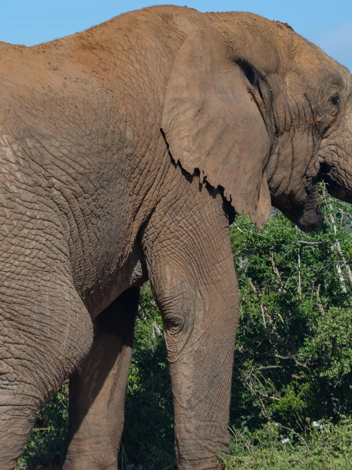 Elefant in der Wildnis und Savannenlandschaft von Afrika
