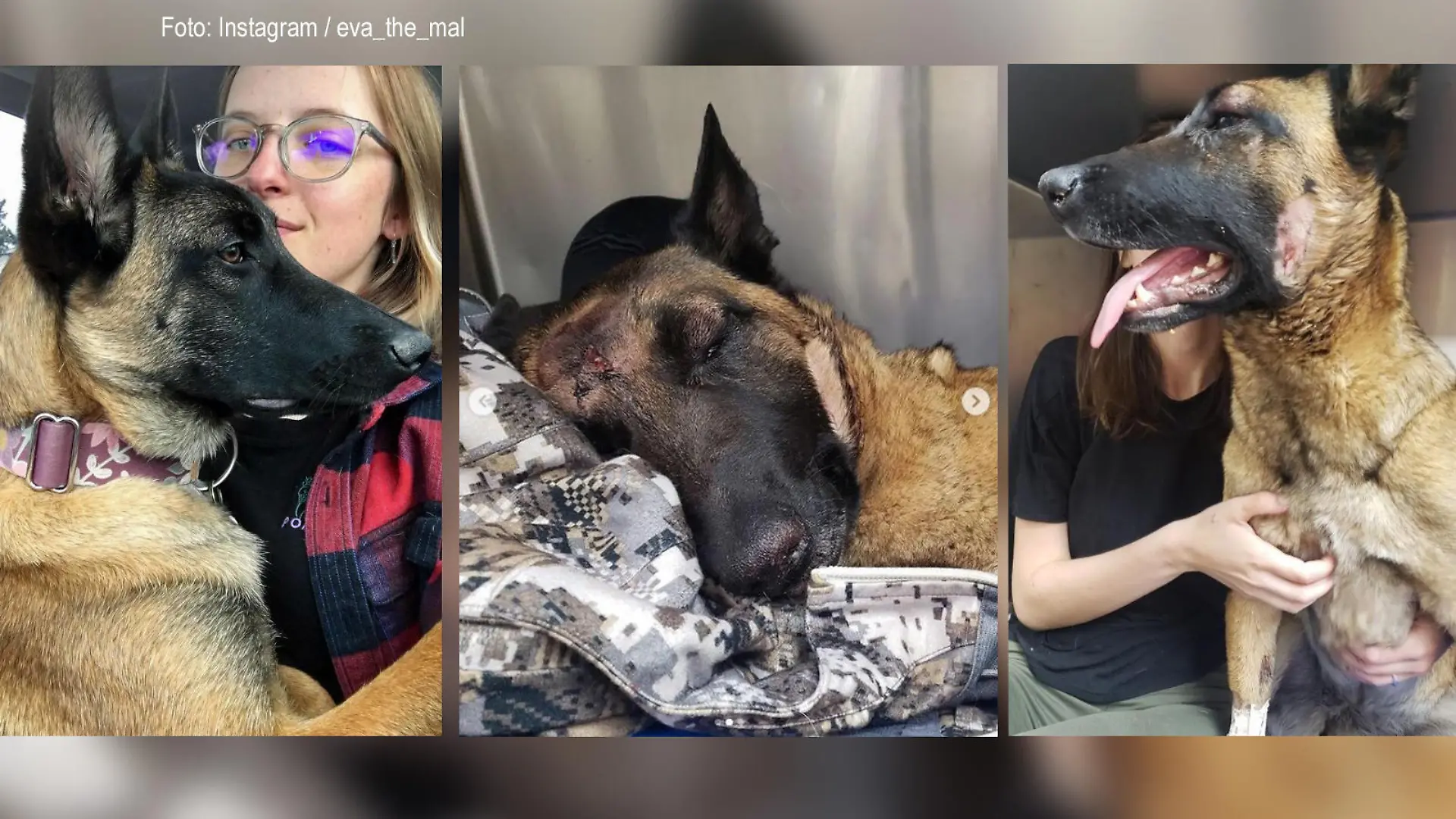 Hundecollage