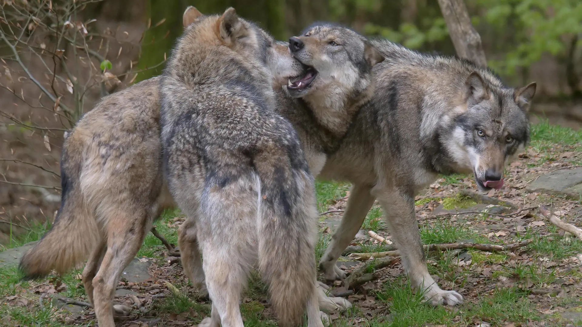 Wolf_Europaeischer Grauwolf in Aktion Wolf_Grauwolf *** Wolf European gray wolf in action Wolf gray wolf