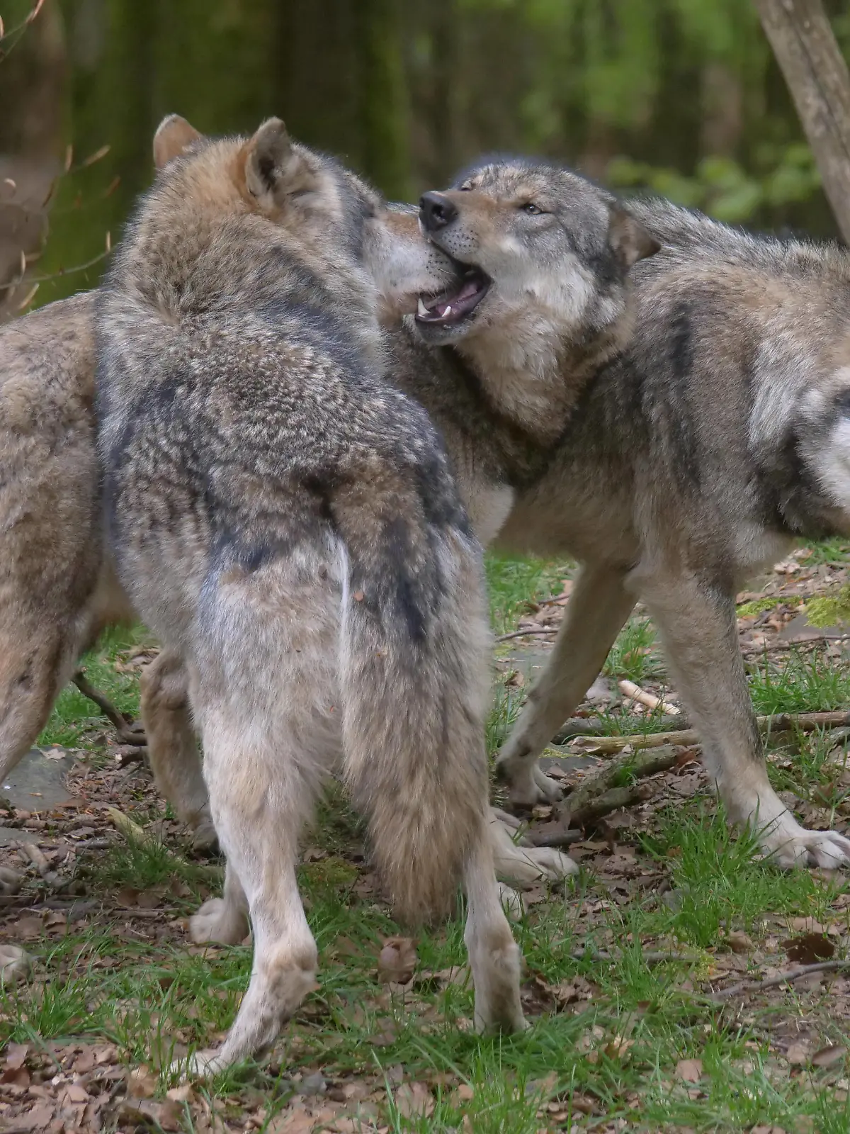 Wolf_Europaeischer Grauwolf in Aktion Wolf_Grauwolf *** Wolf European gray wolf in action Wolf gray wolf