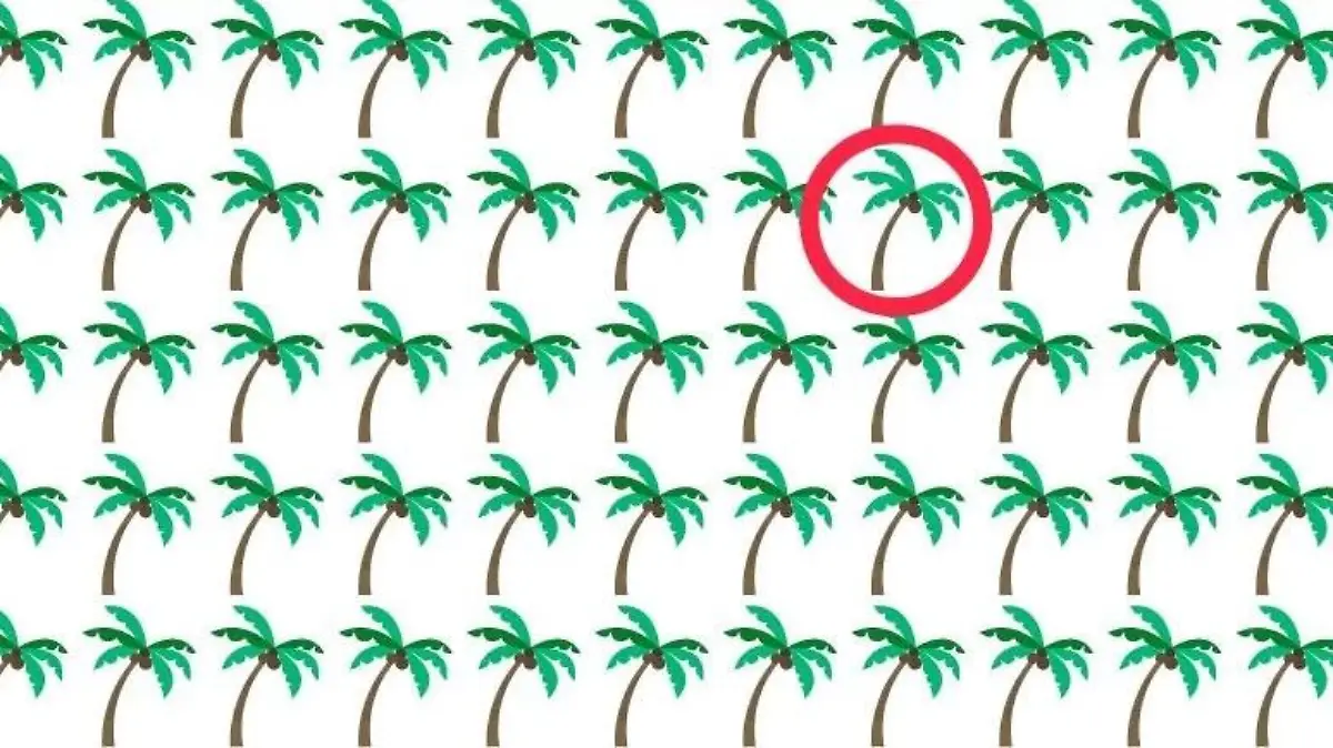 Suchbild Palmen
