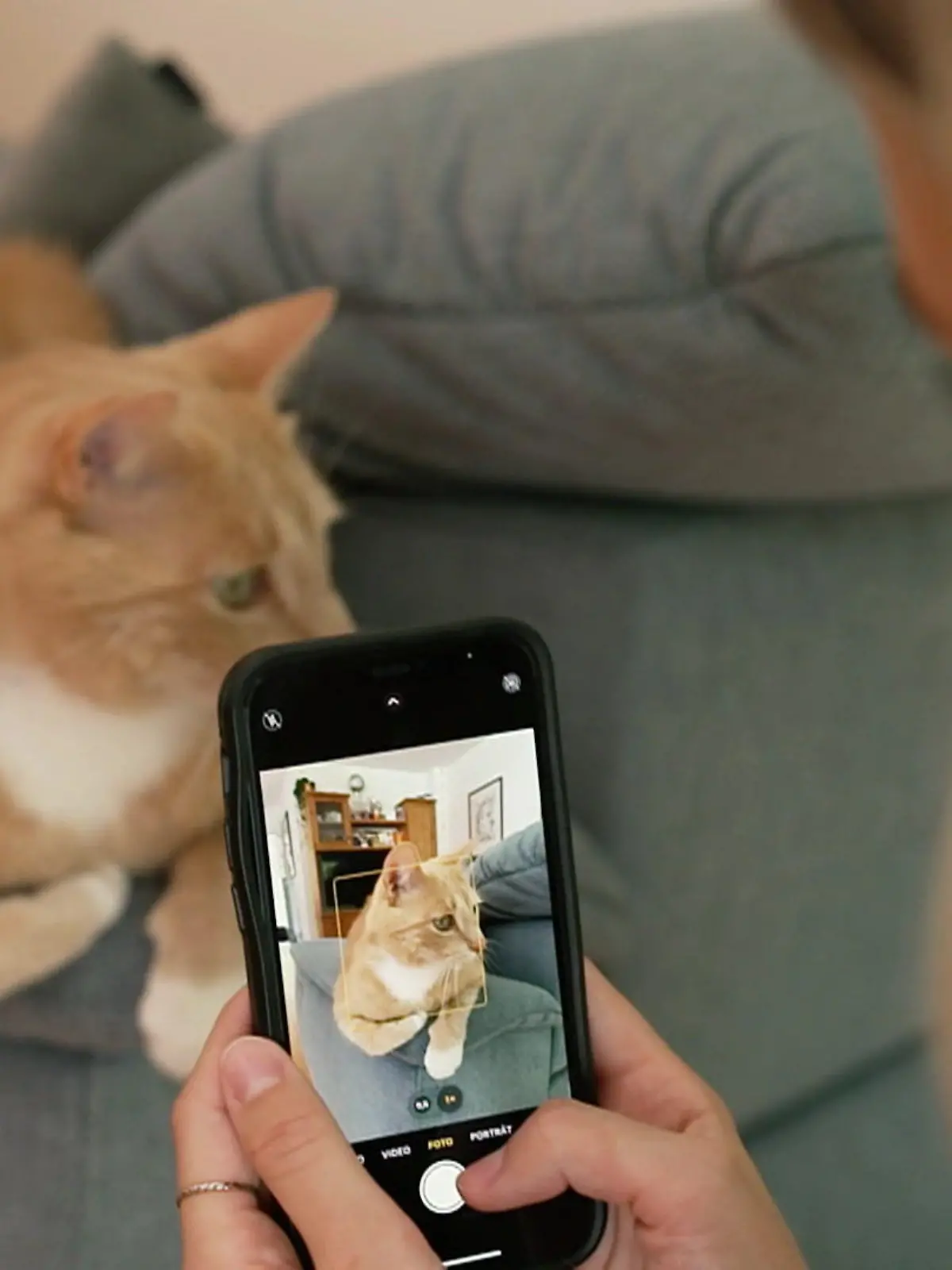 Bild zu: "Leidet meine Katze still? Eine KI soll das jetzt erkennen"