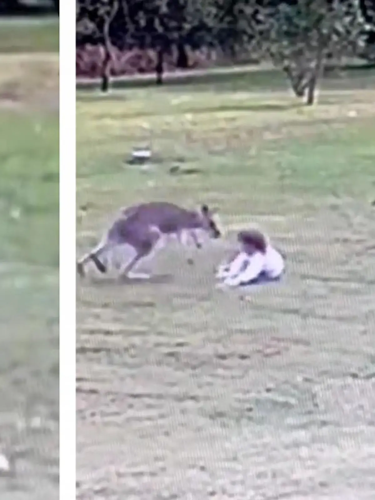 Bild zu: "Sprung aus dem Hinterhalt! Känguru kickt Kind (2) um"