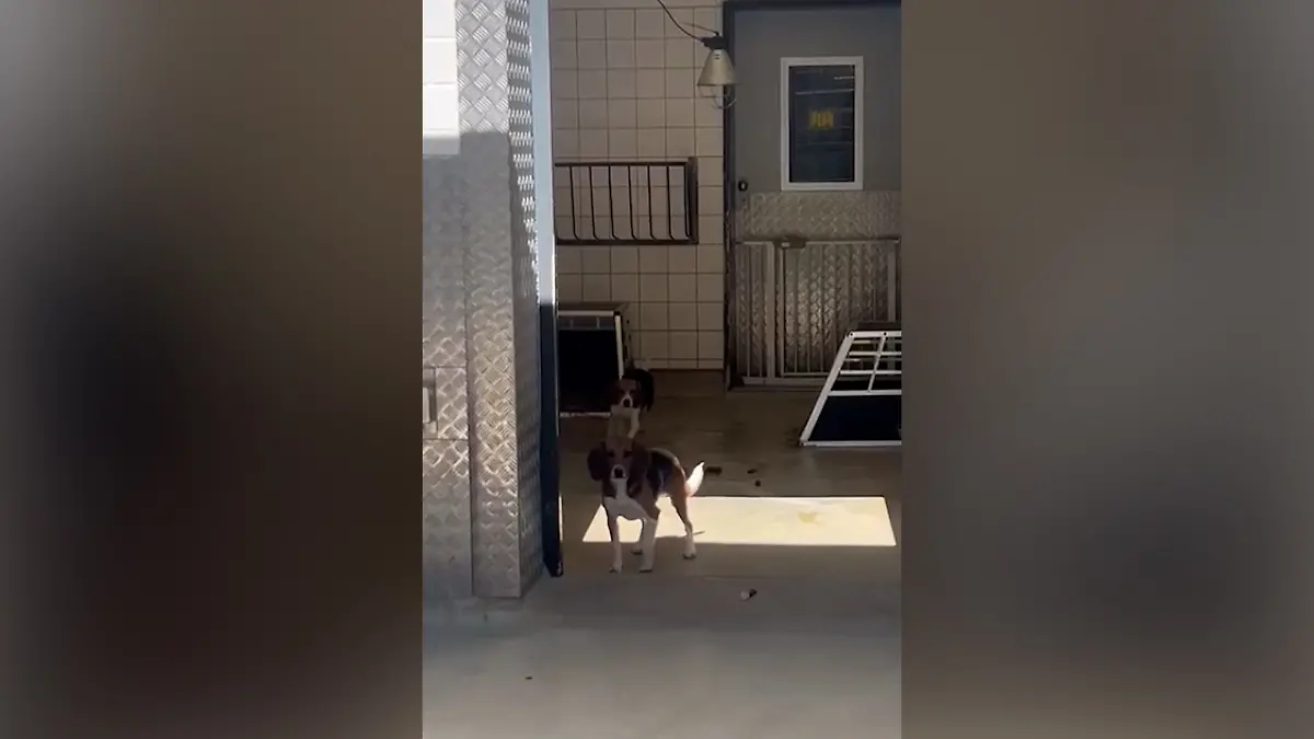 beaglefinal.jpg