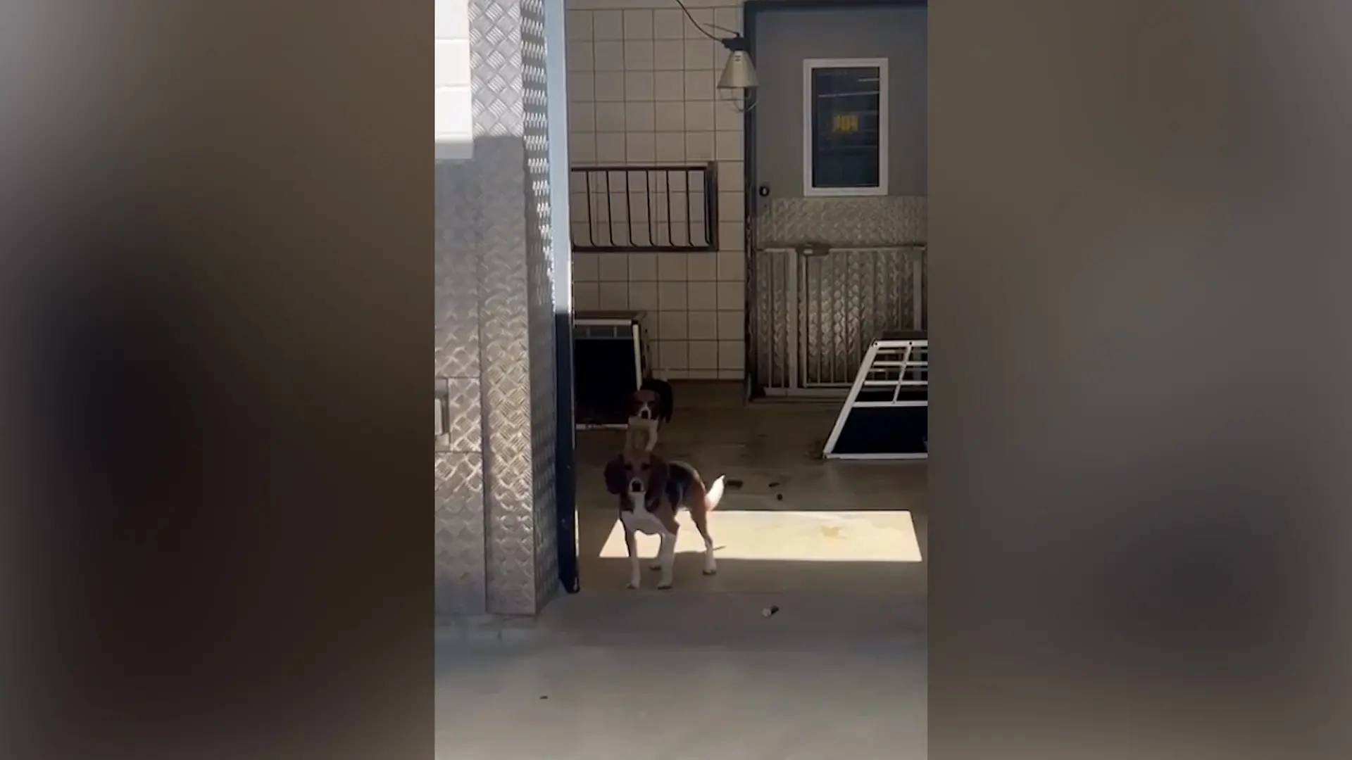 beaglefinal.jpg