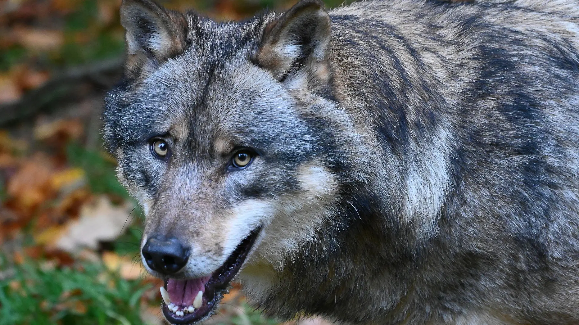 Ein Wolf läuft durch einen Wald.