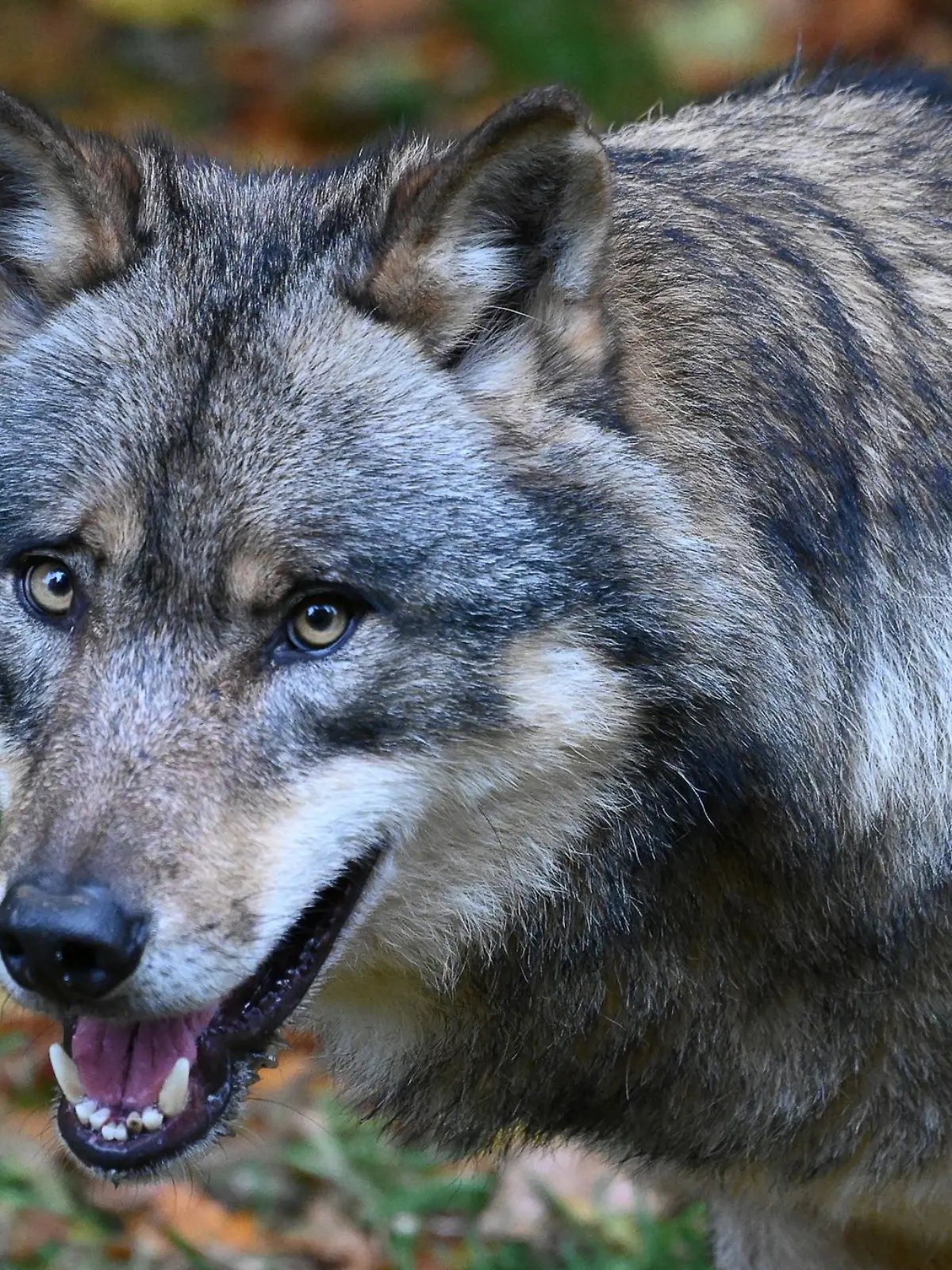 Bild zu: "Bisse in Wade, Rücken und Hals - Joggerin verklagt Zoo "