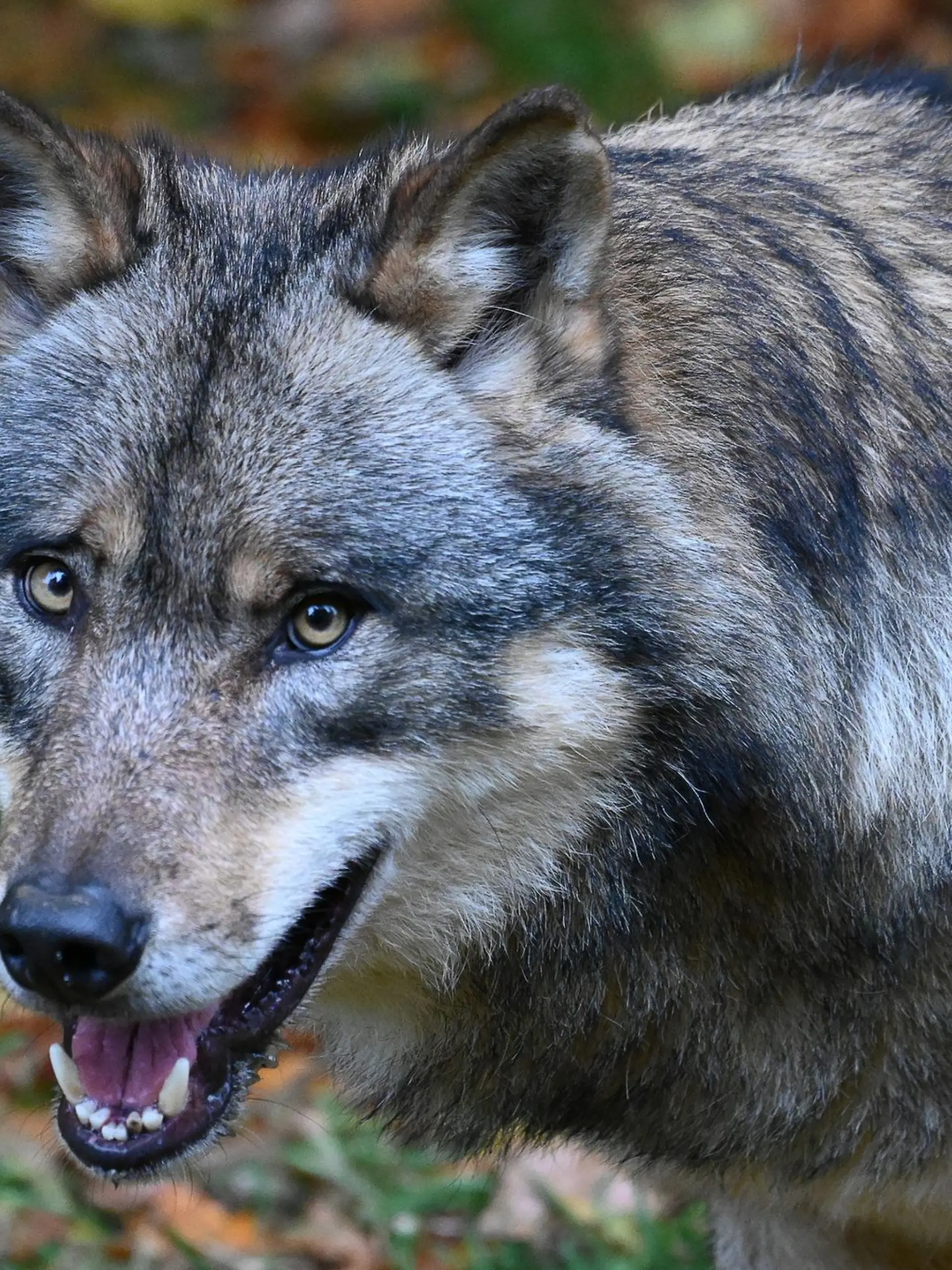 Bild zu: "Bisse in Wade, Rücken und Hals - Joggerin verklagt Zoo "