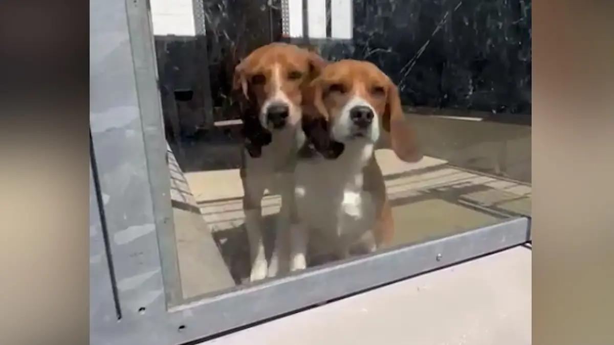 Beagle5555.jpg