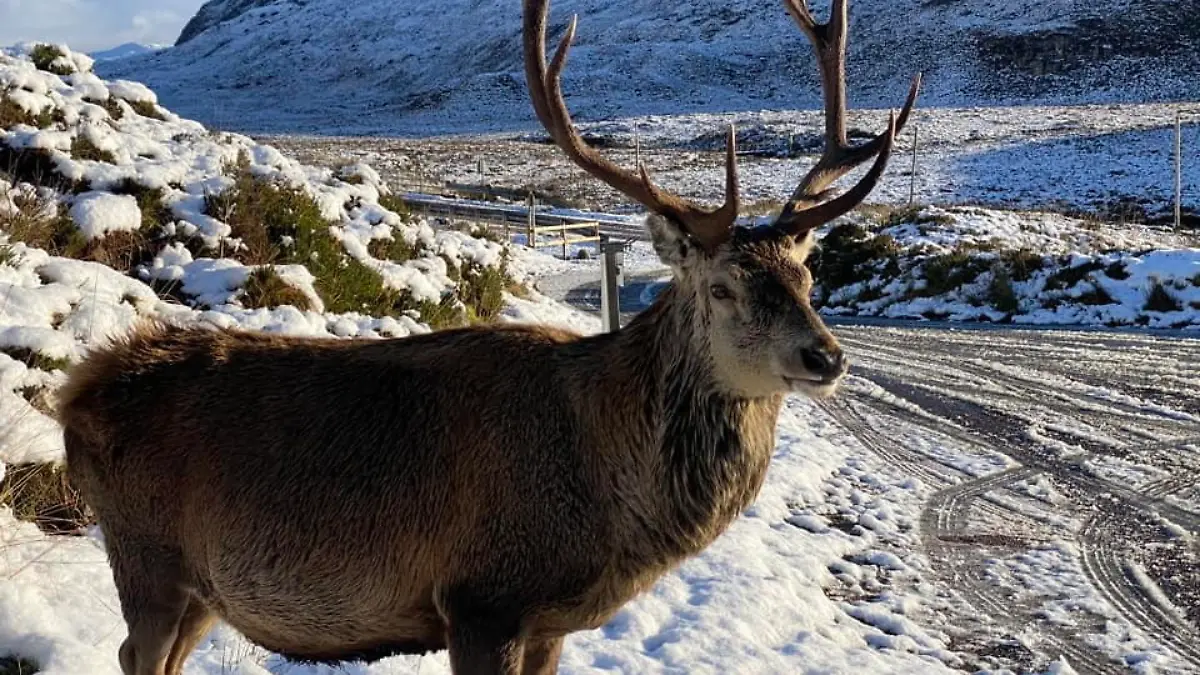 In den schottischen Highlands war der Hirsch eine lokale Berühmtheit. 