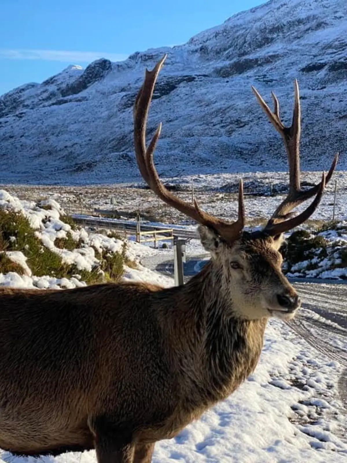 In den schottischen Highlands war der Hirsch eine lokale Berühmtheit. 
