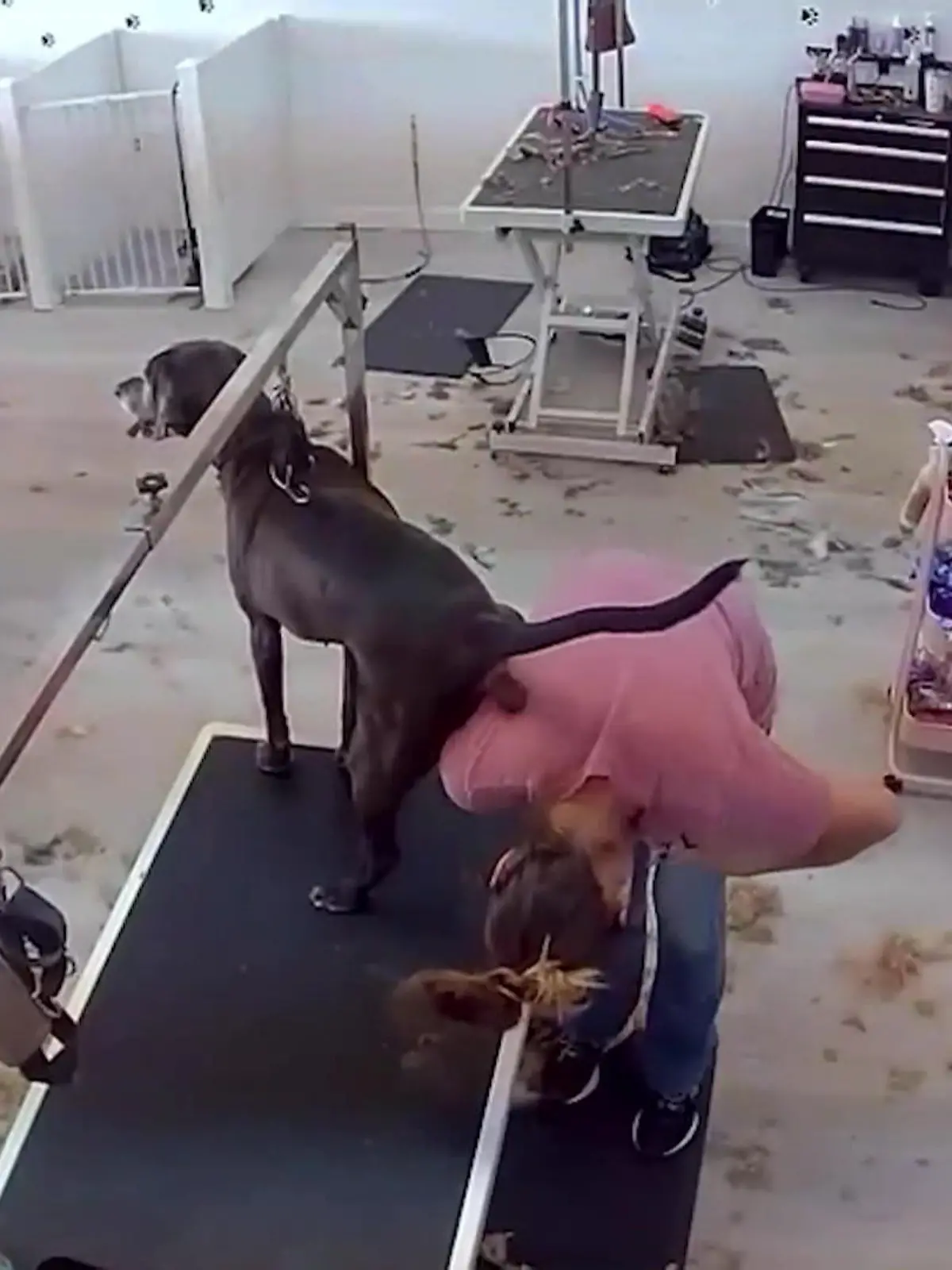 Diesen Kunden wird Alyssa Dorsey so schnell nicht vergessen! Die Hundefriseurin aus Palm Bay (Florida) schneidet gerade einem Hund die Krallen. Sie will den Hund mit ihrem Rücken stützen, doch er nutzt die Situation für ein ganz dringendes Geschäft.