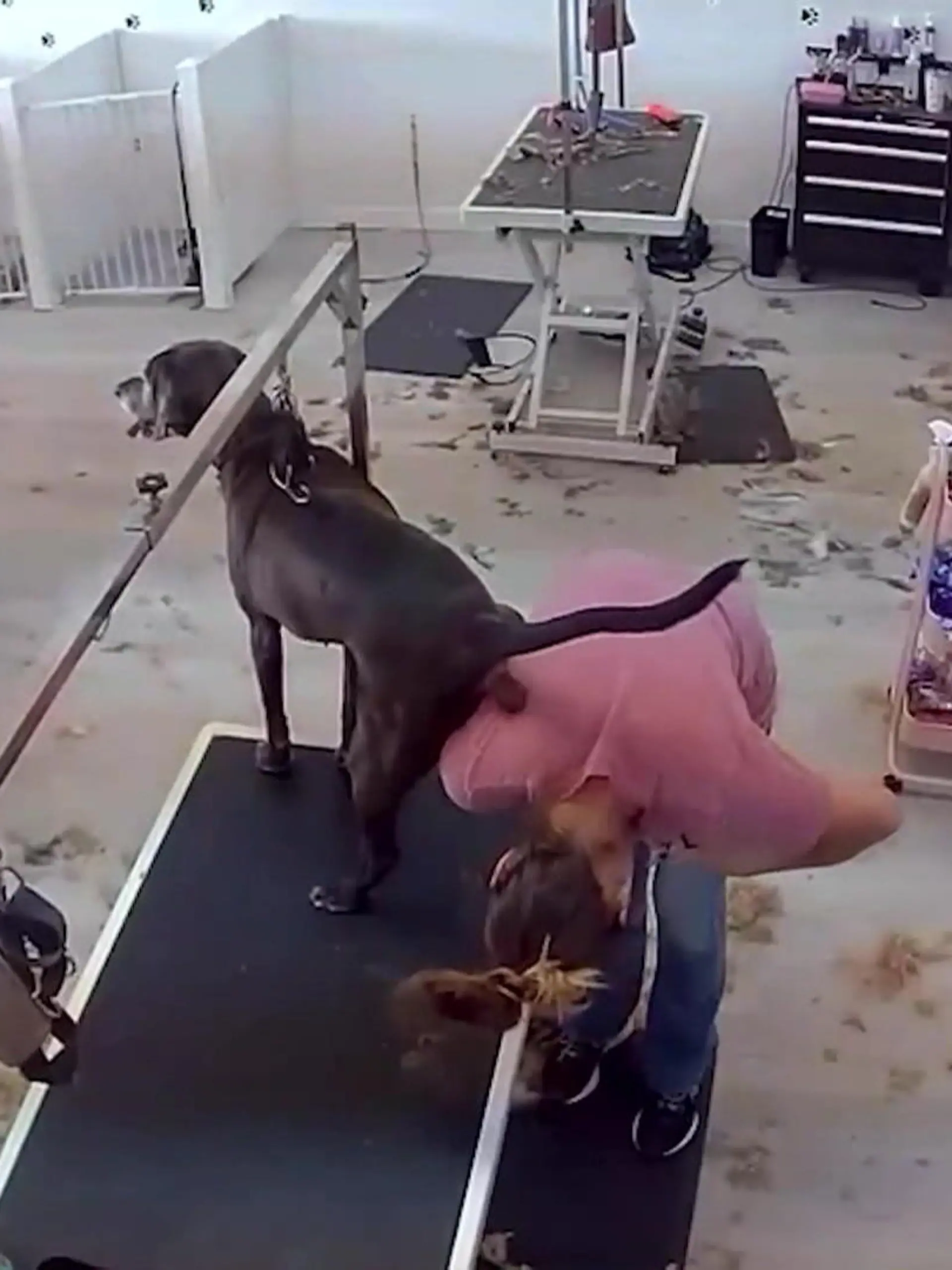 Diesen Kunden wird Alyssa Dorsey so schnell nicht vergessen! Die Hundefriseurin aus Palm Bay (Florida) schneidet gerade einem Hund die Krallen. Sie will den Hund mit ihrem Rücken stützen, doch er nutzt die Situation für ein ganz dringendes Geschäft.