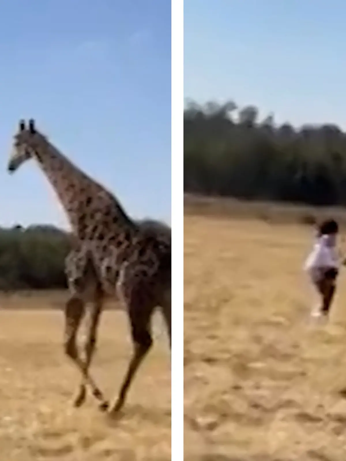 Giraffe verpasst Frau einen Tritt.