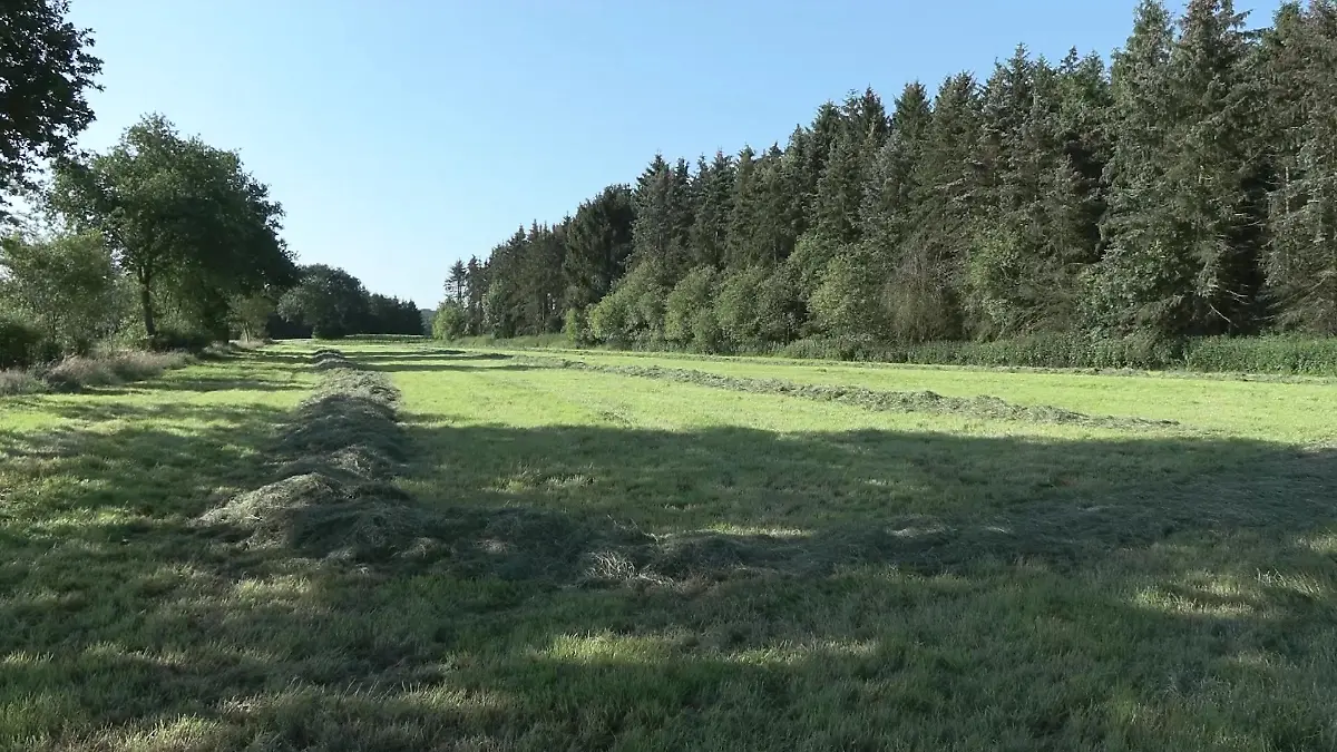 Leichenfundort in Behrste