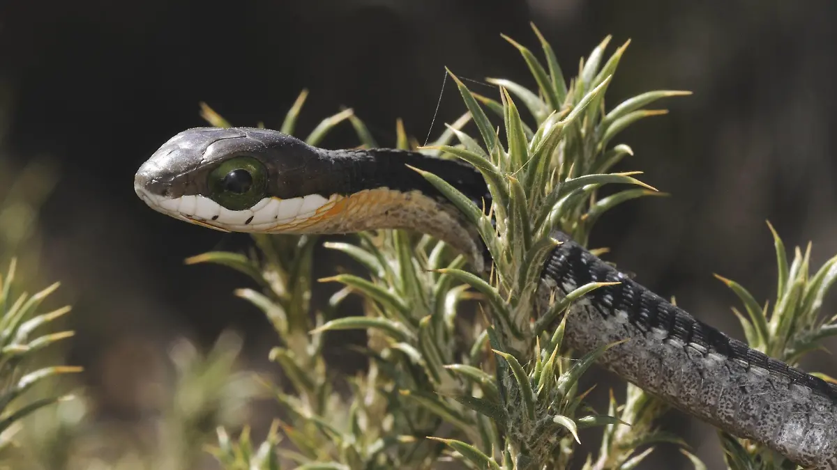 DISPHOLIDUS TYPUS Boomslang (Dispholidus typus) juvenile. Swartberg nature reserve, Western Cape, South Africa, April. PUBLICATIONxINxGERxSUIxAUTxONLY 1350528 TonyxPhelps