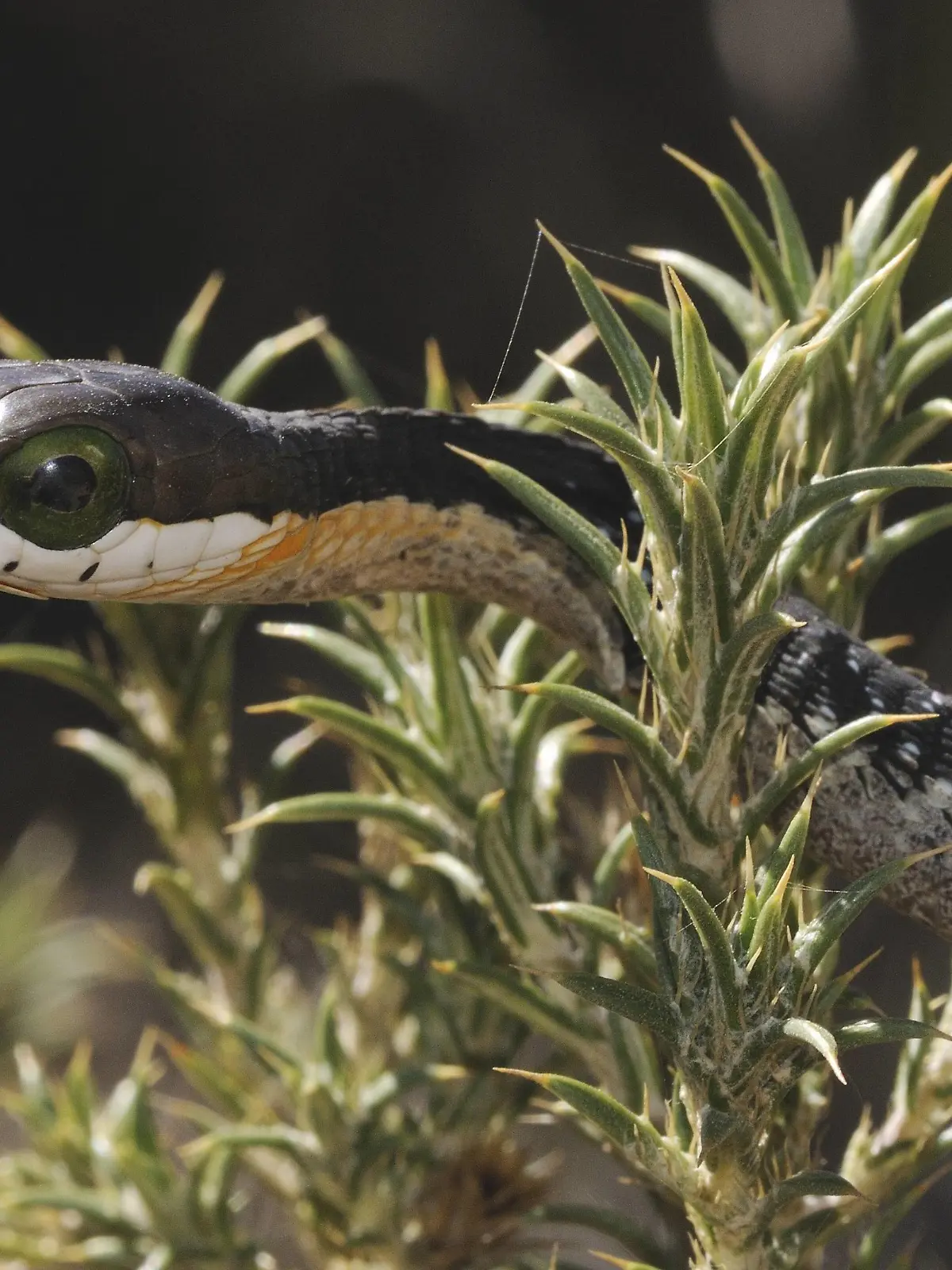 DISPHOLIDUS TYPUS Boomslang (Dispholidus typus) juvenile. Swartberg nature reserve, Western Cape, South Africa, April. PUBLICATIONxINxGERxSUIxAUTxONLY 1350528 TonyxPhelps  