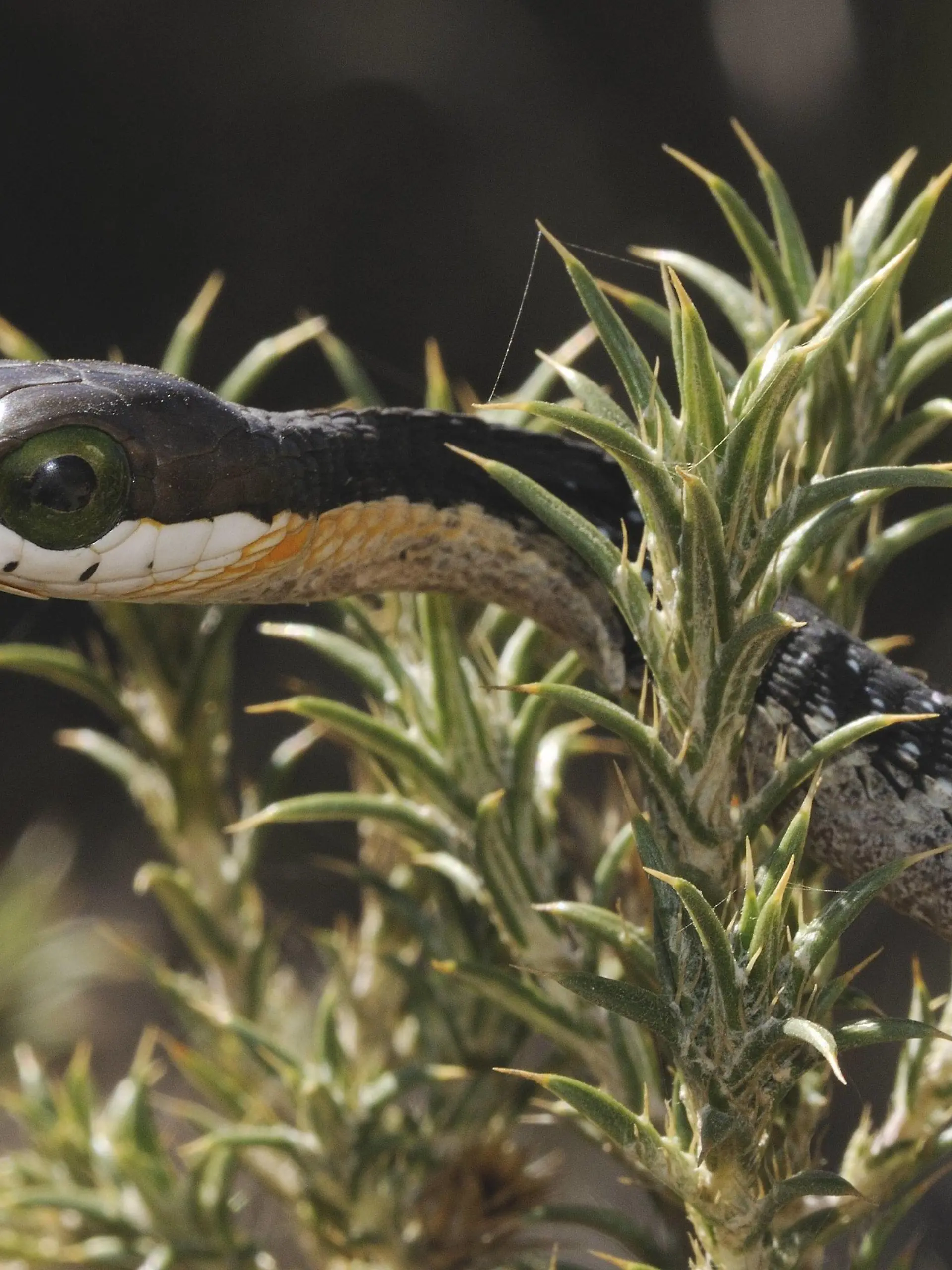 DISPHOLIDUS TYPUS Boomslang (Dispholidus typus) juvenile. Swartberg nature reserve, Western Cape, South Africa, April. PUBLICATIONxINxGERxSUIxAUTxONLY 1350528 TonyxPhelps  