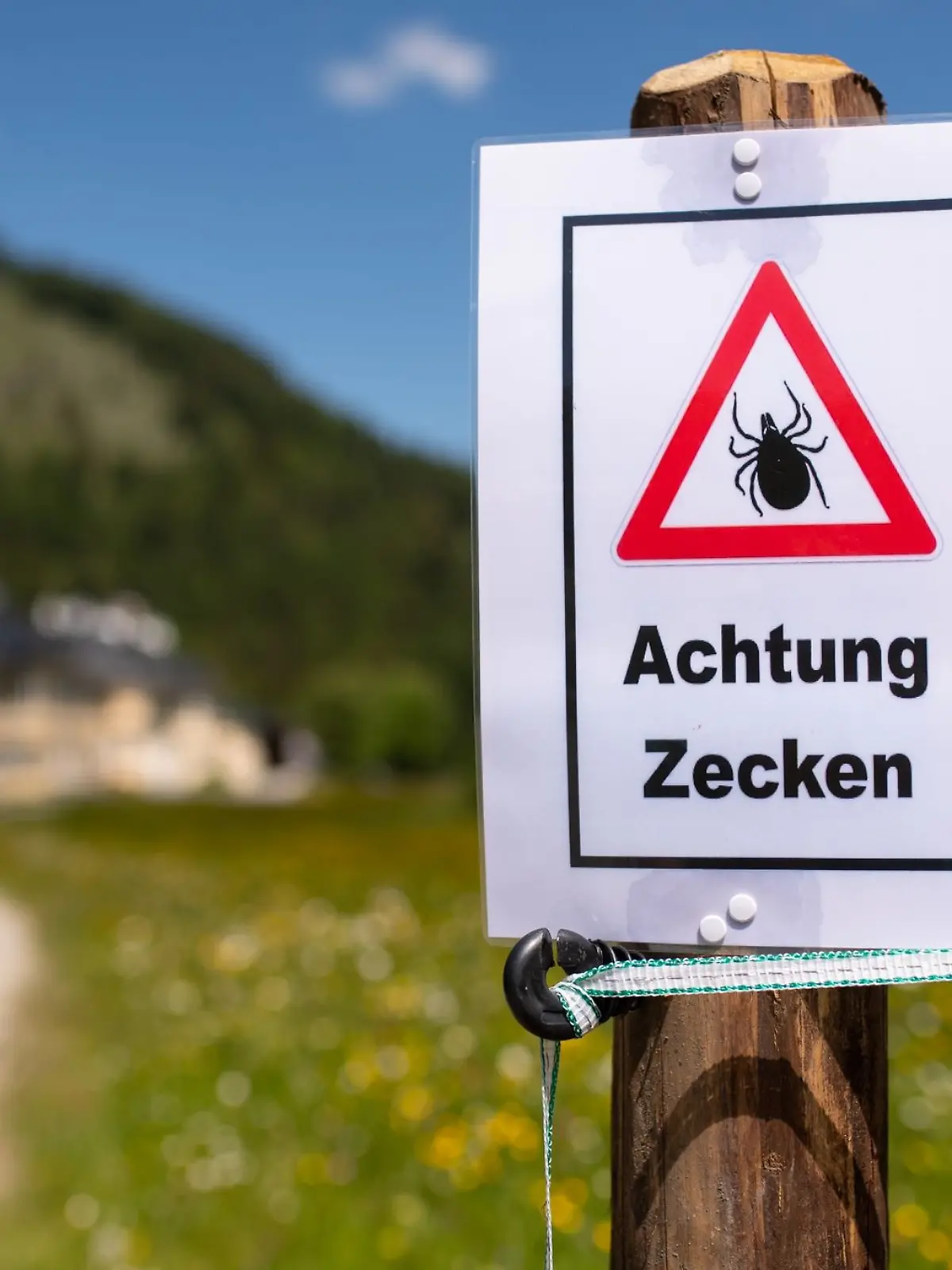 Bild zu: "Alarmierende Zahlen! Schon 60 FSME-Fälle durch Zecken in Bayern"