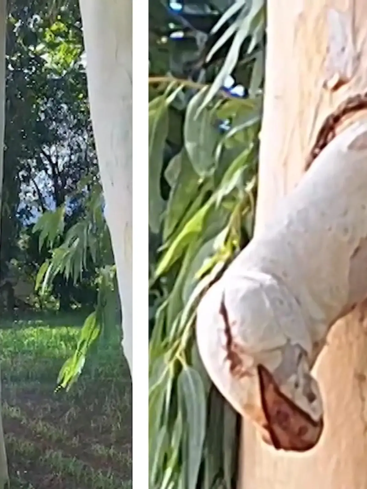 Bild zu: "Erektions-Eukalyptus! Dieser Baum steht ziemlich stramm"
