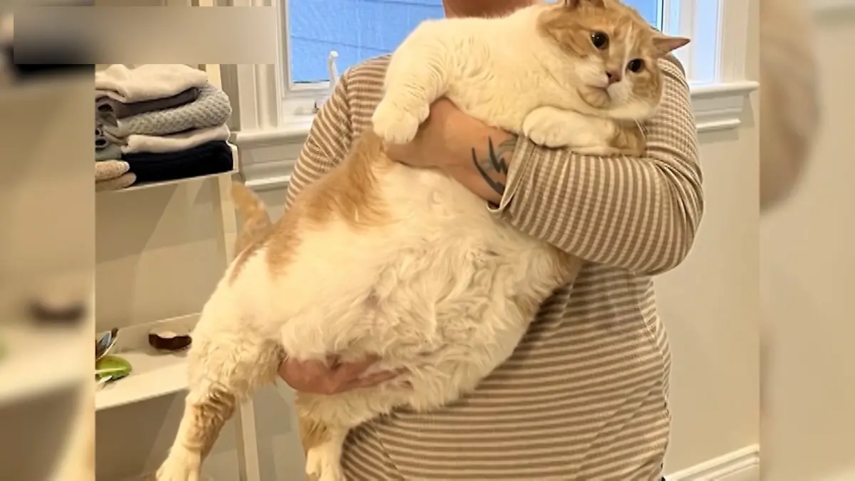 Kater Axle vor seiner Adoption