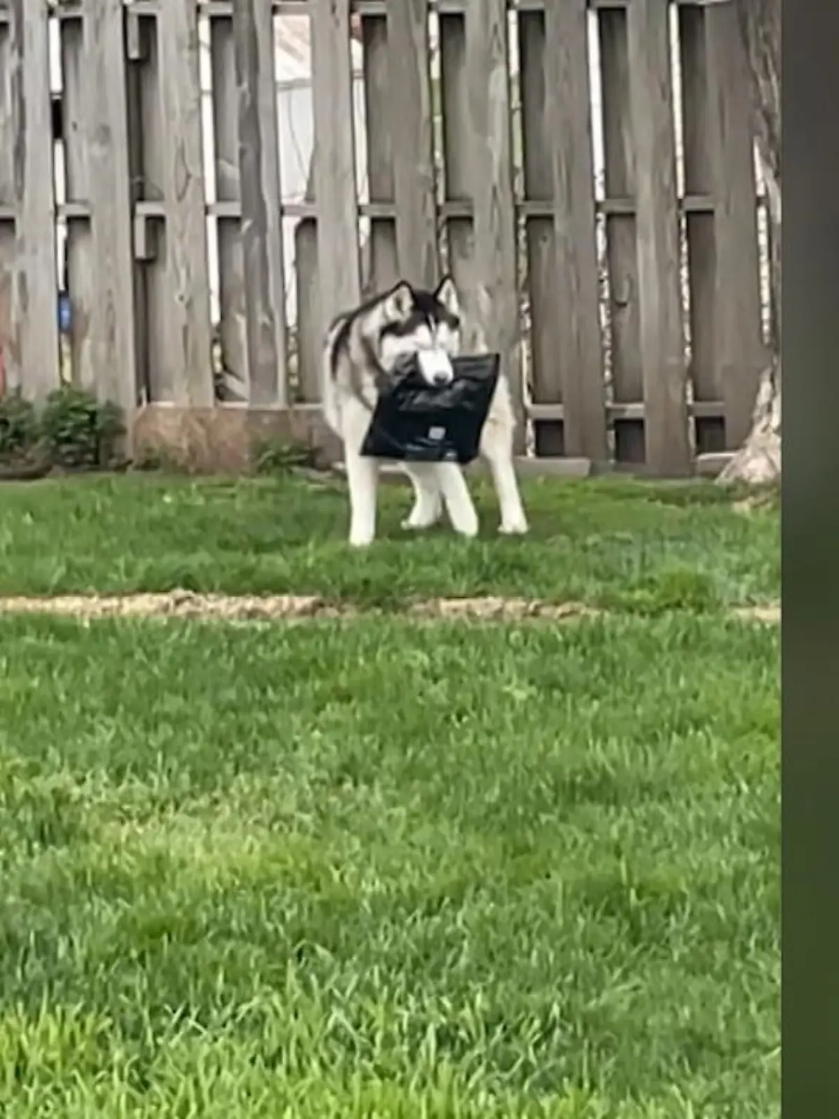 "Das darf nicht wahr sein. Ja, bring es mir zurück, ja genau. Komm zurück." Das ist buchstäblich ein gemeiner Hund. Erst klaut er dem Paketboten ein Päckchen, das nicht an ihn adressiert ist und dann tut er so, als würde er es selbst bemerkt haben, macht dann aber doch kehrt.