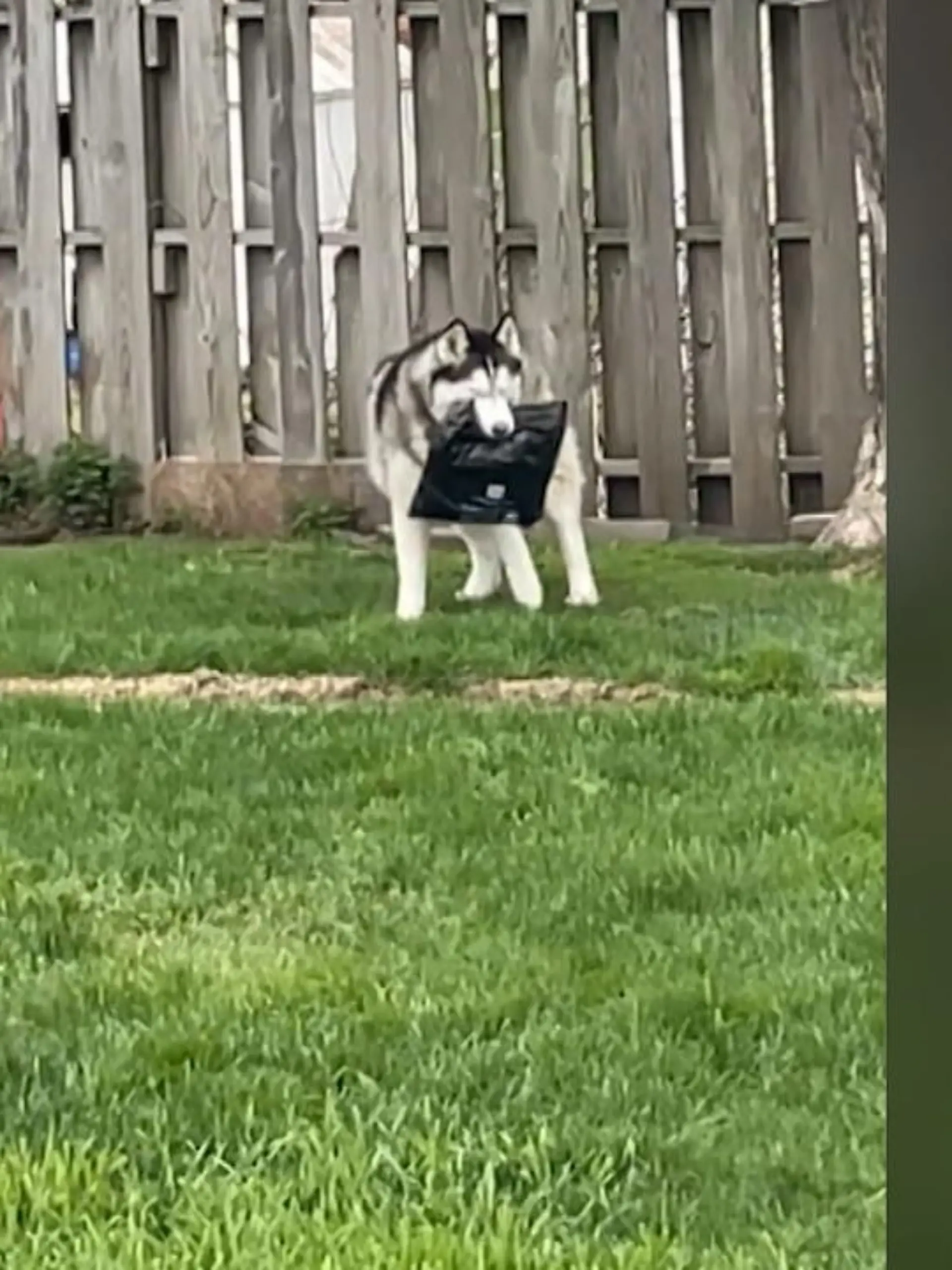"Das darf nicht wahr sein. Ja, bring es mir zurück, ja genau. Komm zurück." Das ist buchstäblich ein gemeiner Hund. Erst klaut er dem Paketboten ein Päckchen, das nicht an ihn adressiert ist und dann tut er so, als würde er es selbst bemerkt haben, macht dann aber doch kehrt.