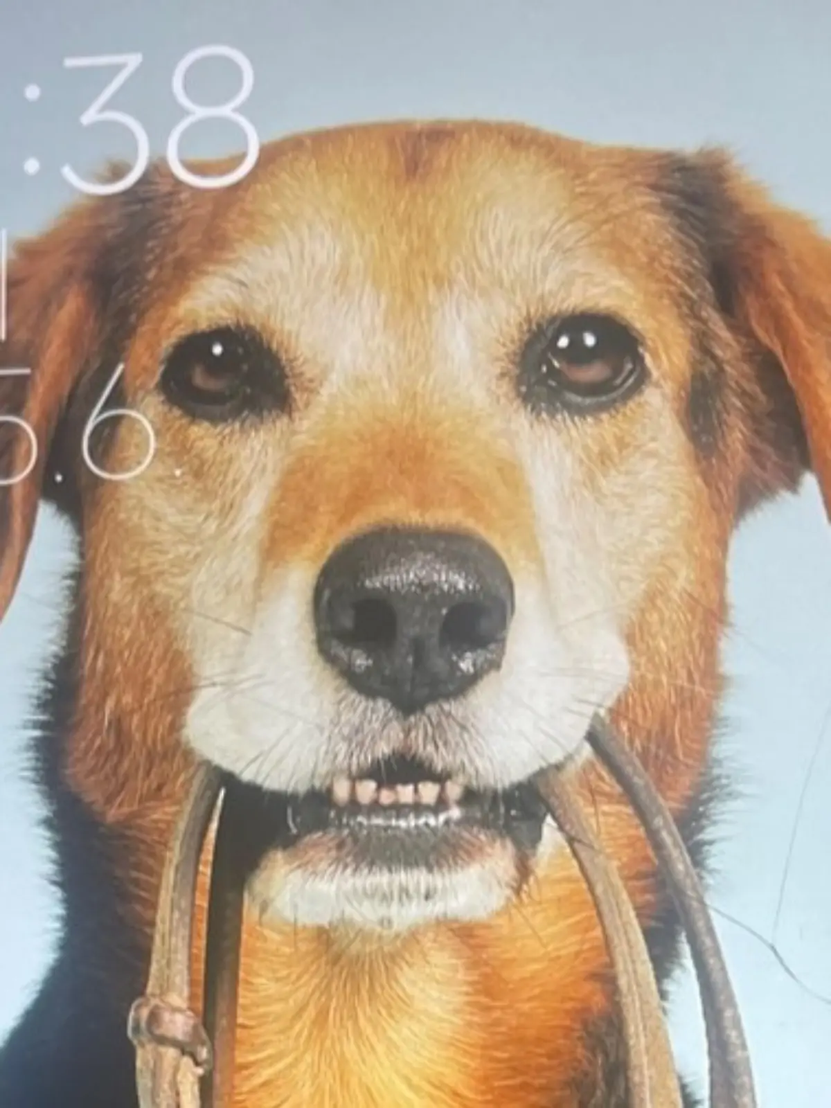 Bild zu: "Kennt ihr diesen Hund? Dann ruft die Polizei!"