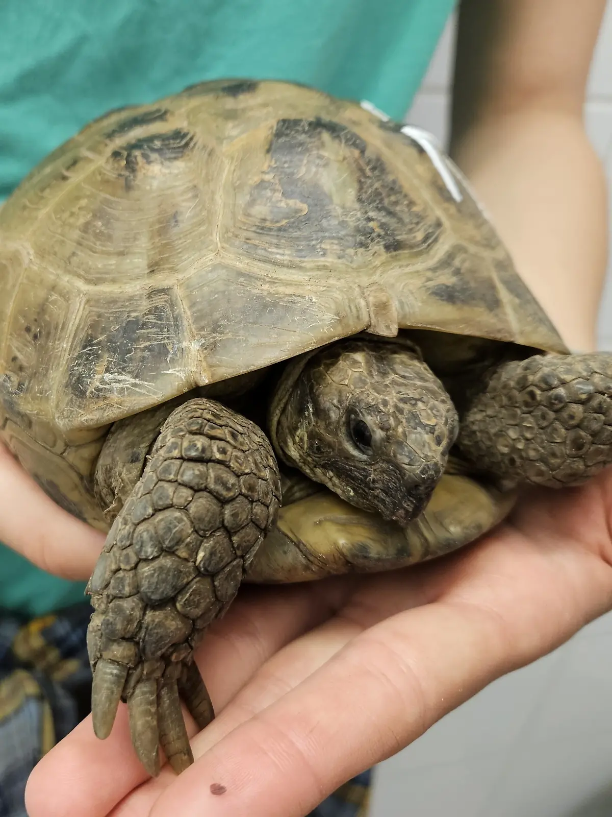 Bild zu: "Schildkröten überfluten Tierheime - aus einem skurrilen Grund!"