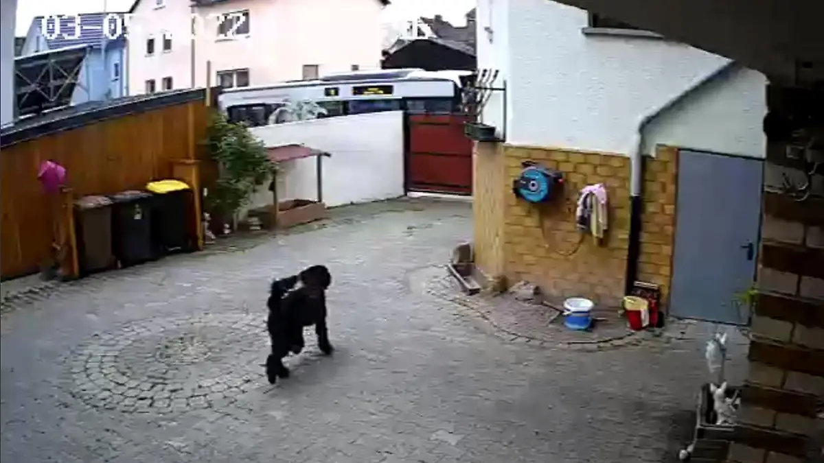 Auf dem Video der Überwachungskamera ist zu sehen, wie Luke ans Tor gelockt wird.