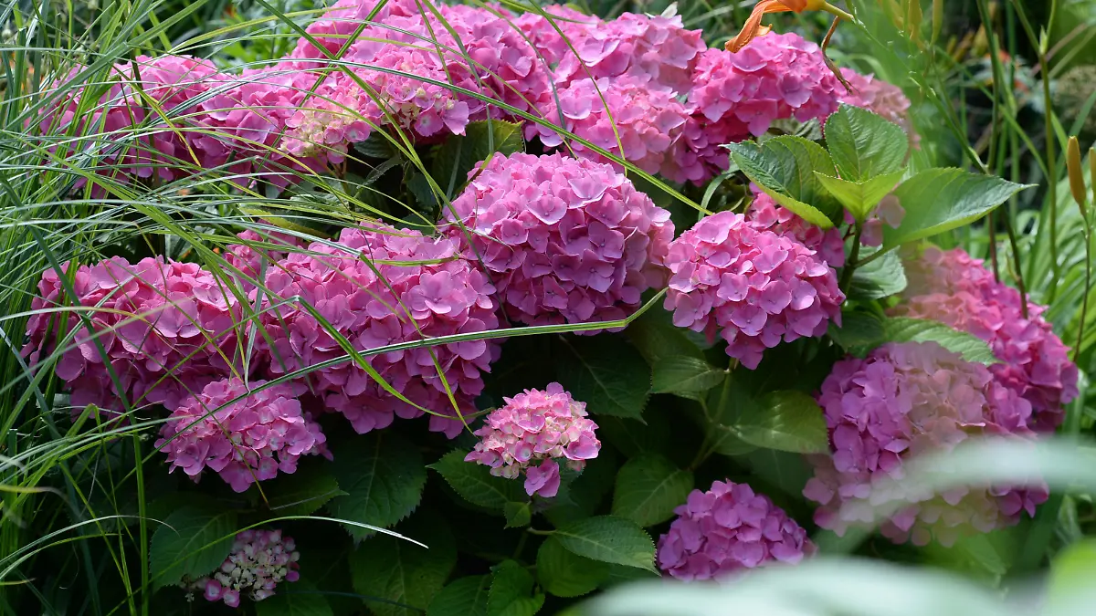 Hortensie (Hydrangea macrophylla), aufgenommen am 13.07.2014 in den Gärten der Welt in Berlin.
