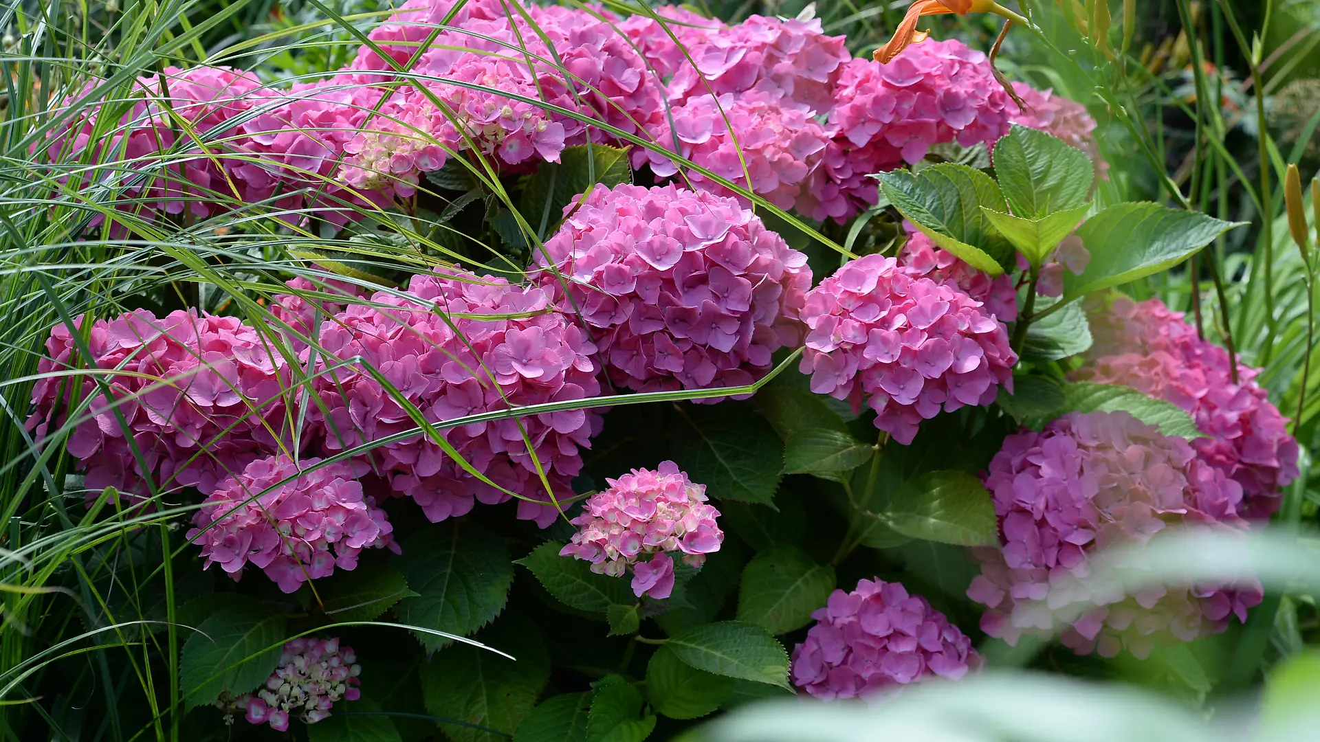 Hortensie (Hydrangea macrophylla), aufgenommen am 13.07.2014 in den Gärten der Welt in Berlin.