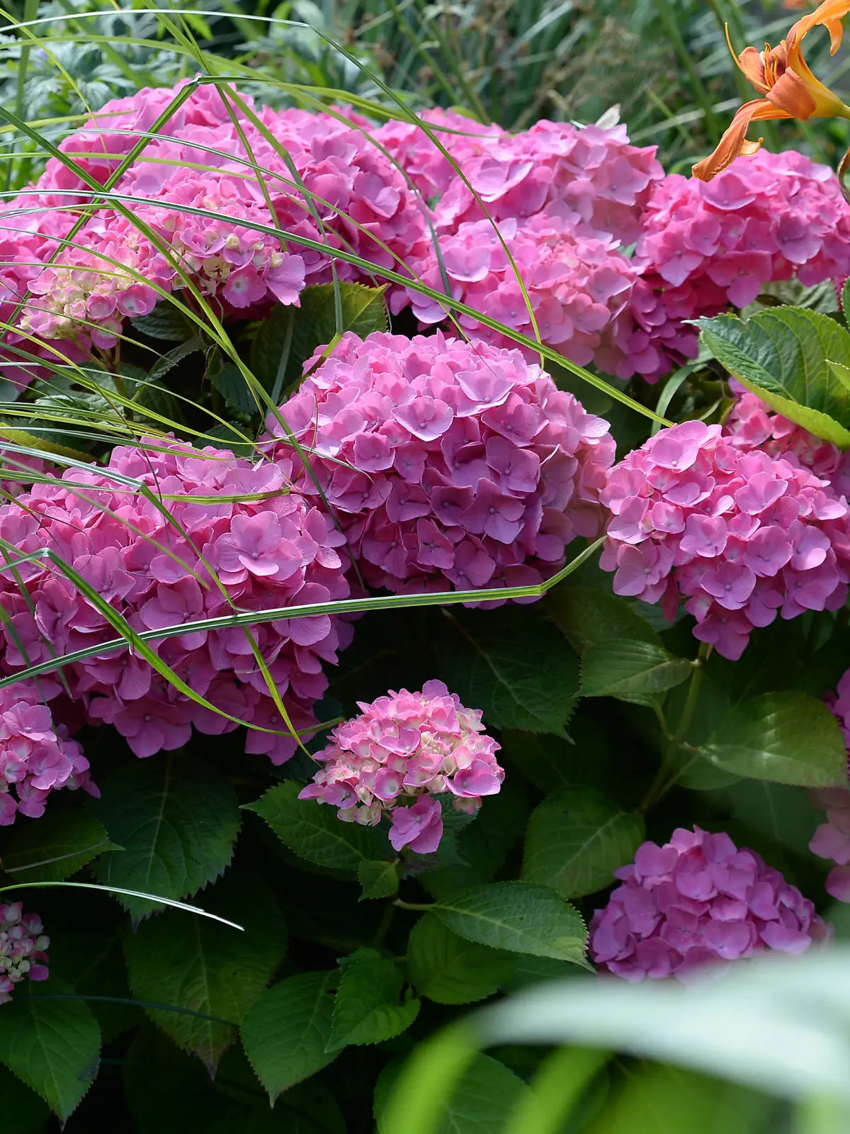 Hortensie (Hydrangea macrophylla), aufgenommen am 13.07.2014 in den Gärten der Welt in Berlin.