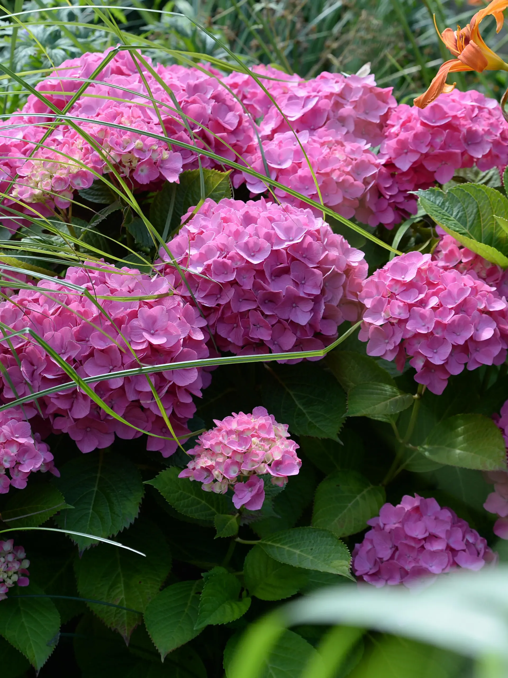 Hortensie (Hydrangea macrophylla), aufgenommen am 13.07.2014 in den Gärten der Welt in Berlin.