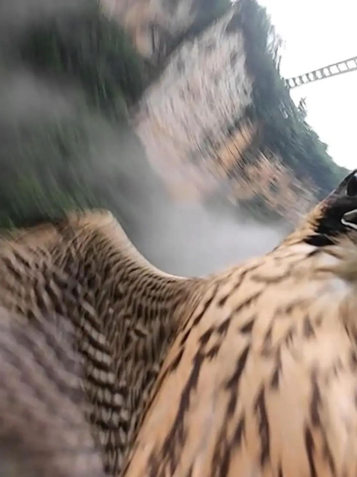 Wunderschöne Aufnahmen, dann passiert es plötzlich. Ein Falke fühlt sich wohl in seinem Jagd-Revier bedrängt und sieht eine Drohne als Konkurrenten. Kurzerhand rammt er seine scharfen Krallen in die Drohne. Mehr seht ihr im Video!